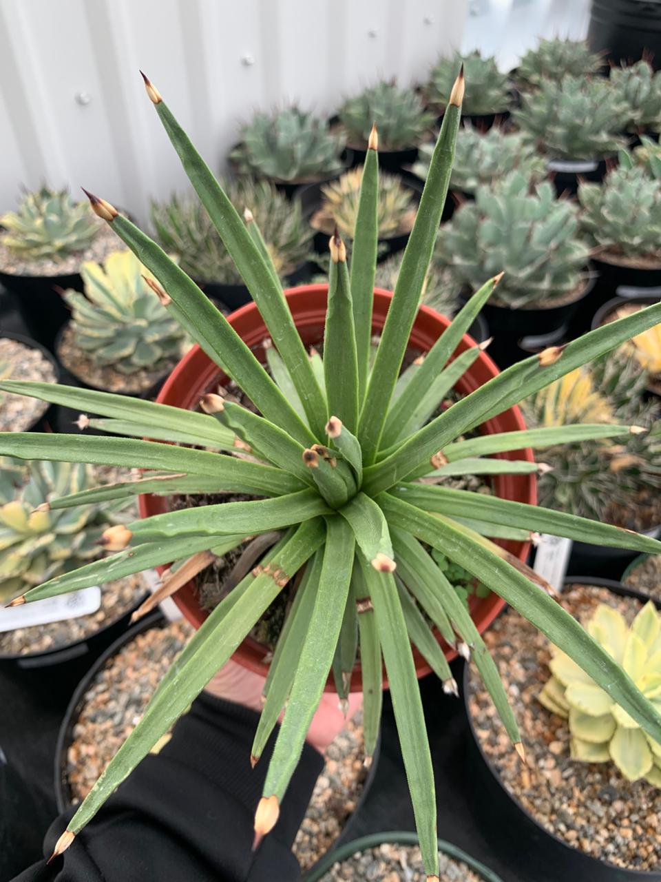 Agave Albopilosa Jumbo