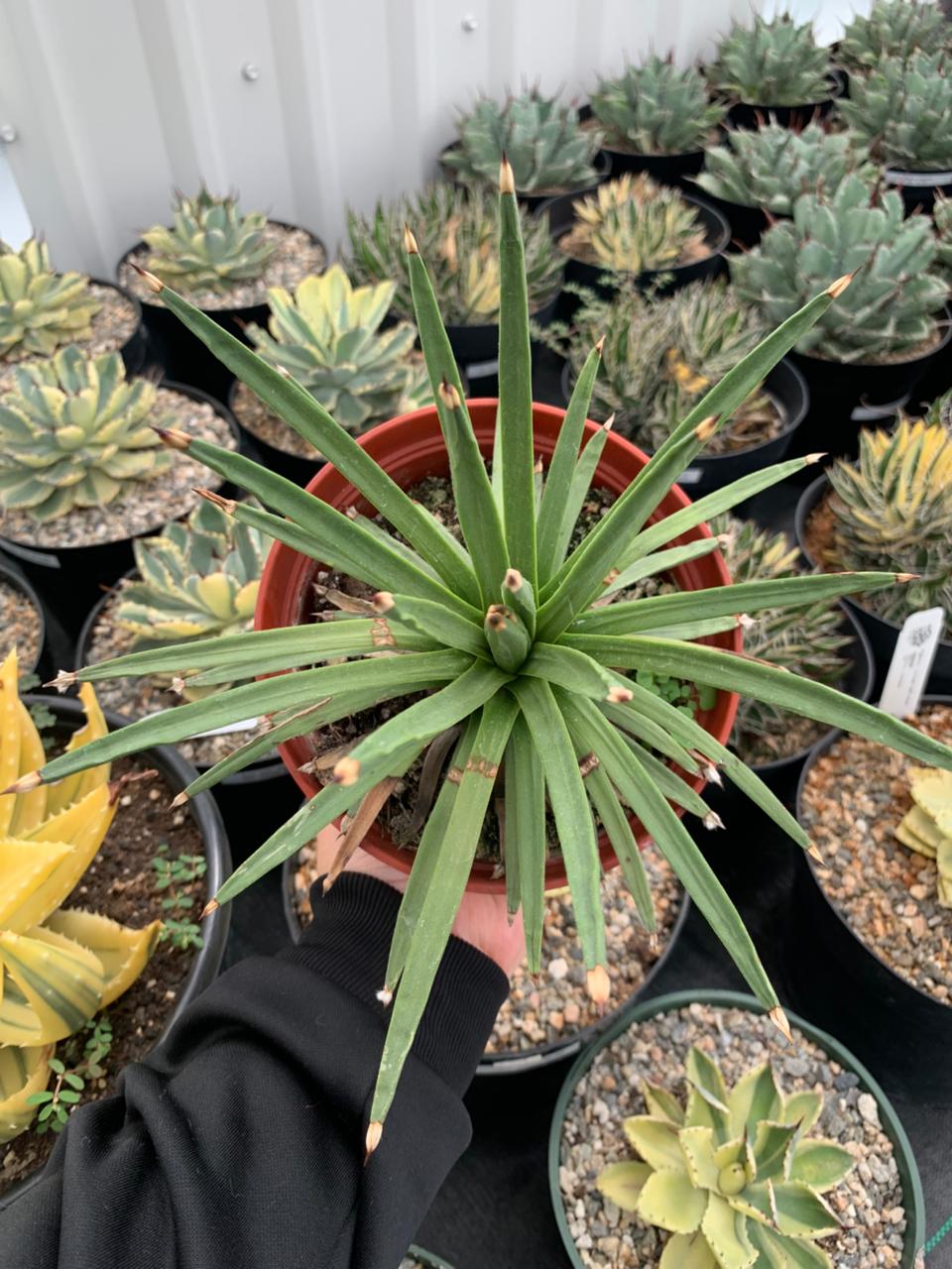 Agave Albopilosa Jumbo