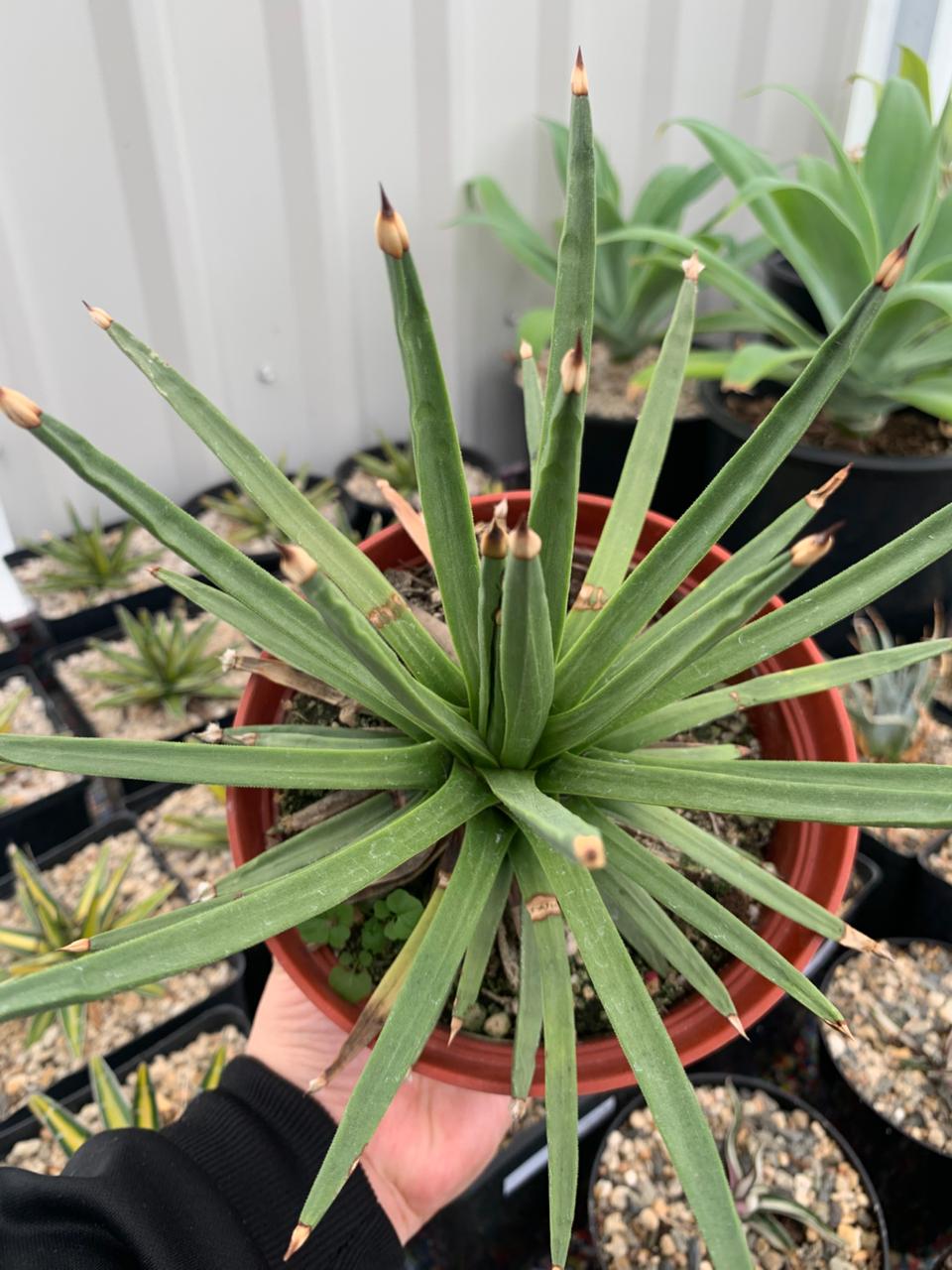 Agave Albopilosa Jumbo