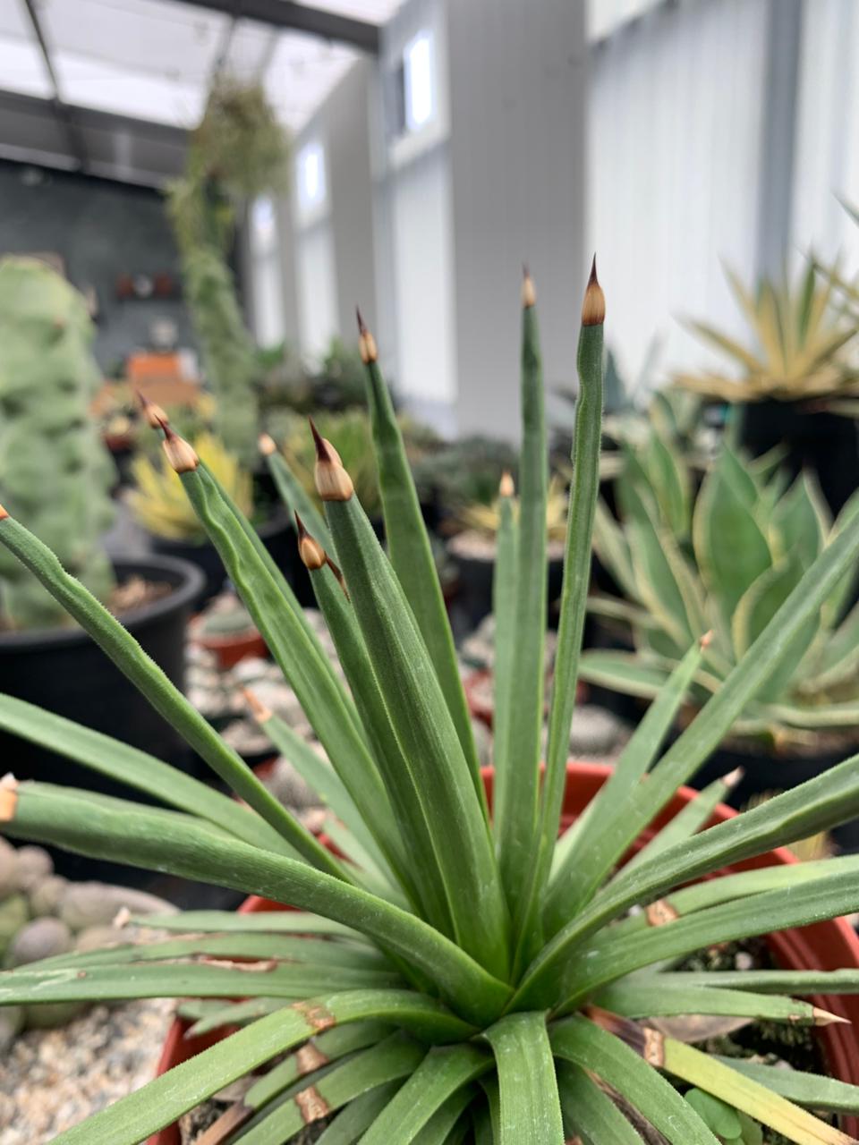 Agave Albopilosa Jumbo