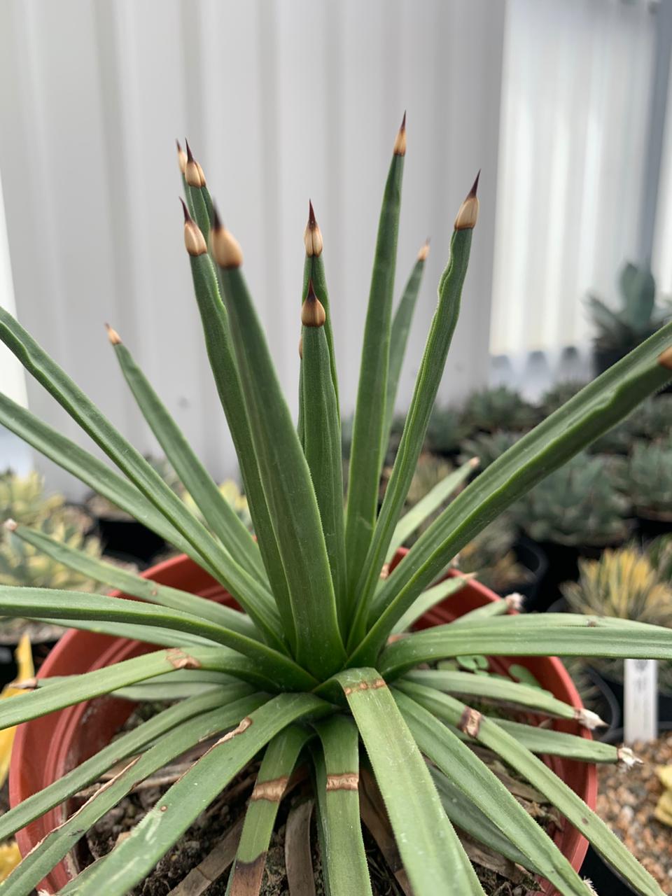 Agave Albopilosa Jumbo
