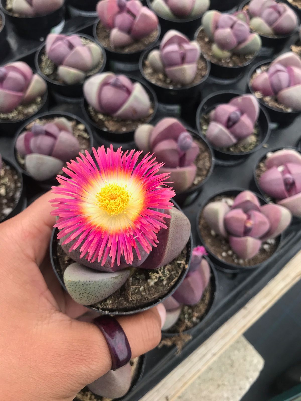 Pleiospilos Royal Flush