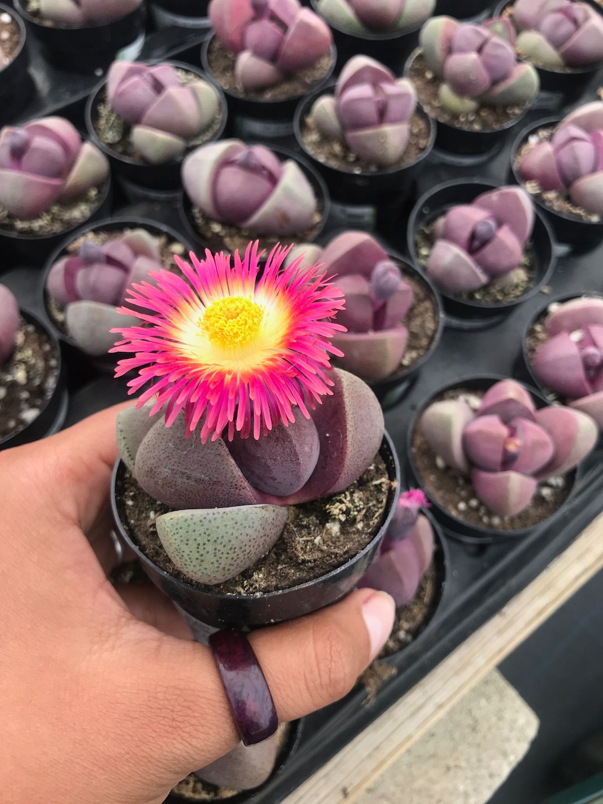 Pleiospilos Royal Flush