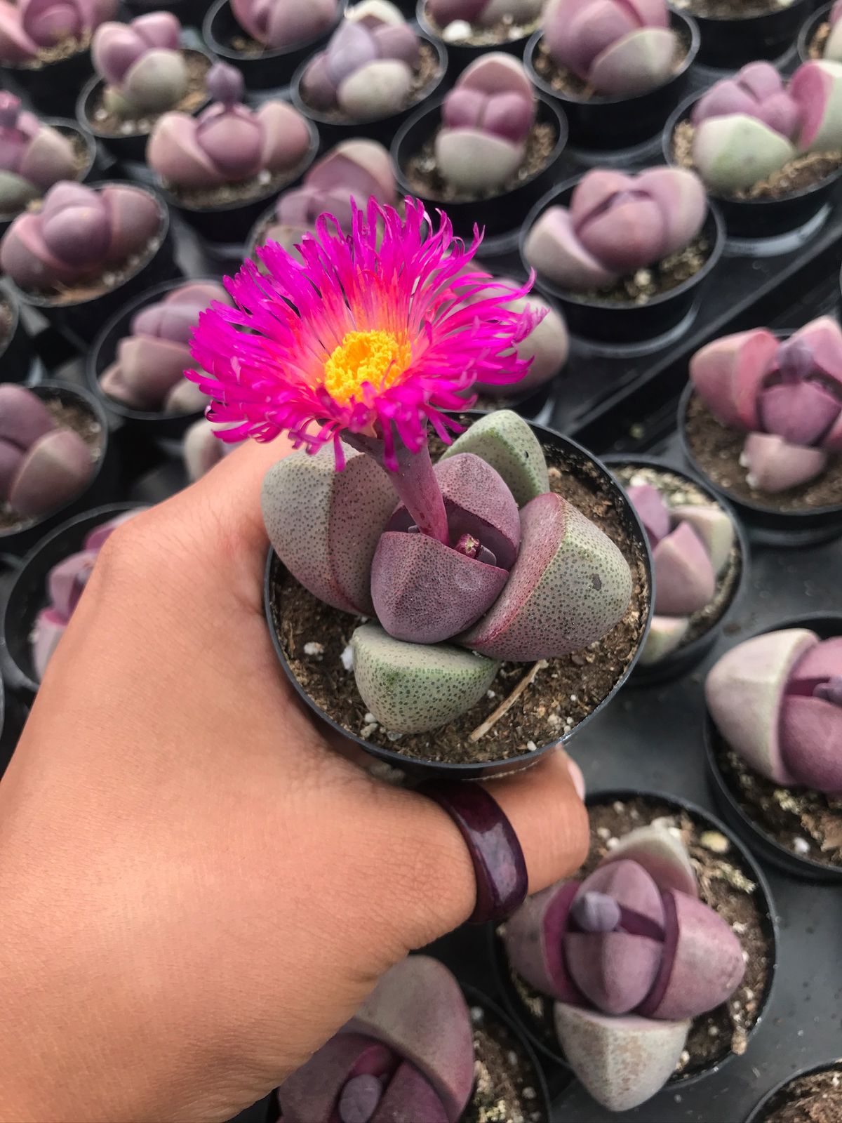 Pleiospilos Royal Flush