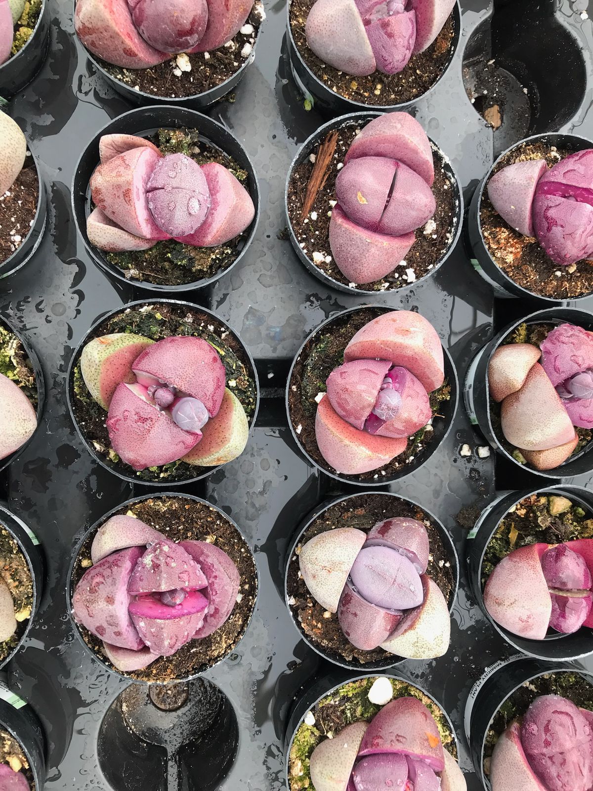 Pleiospilos Royal Flush