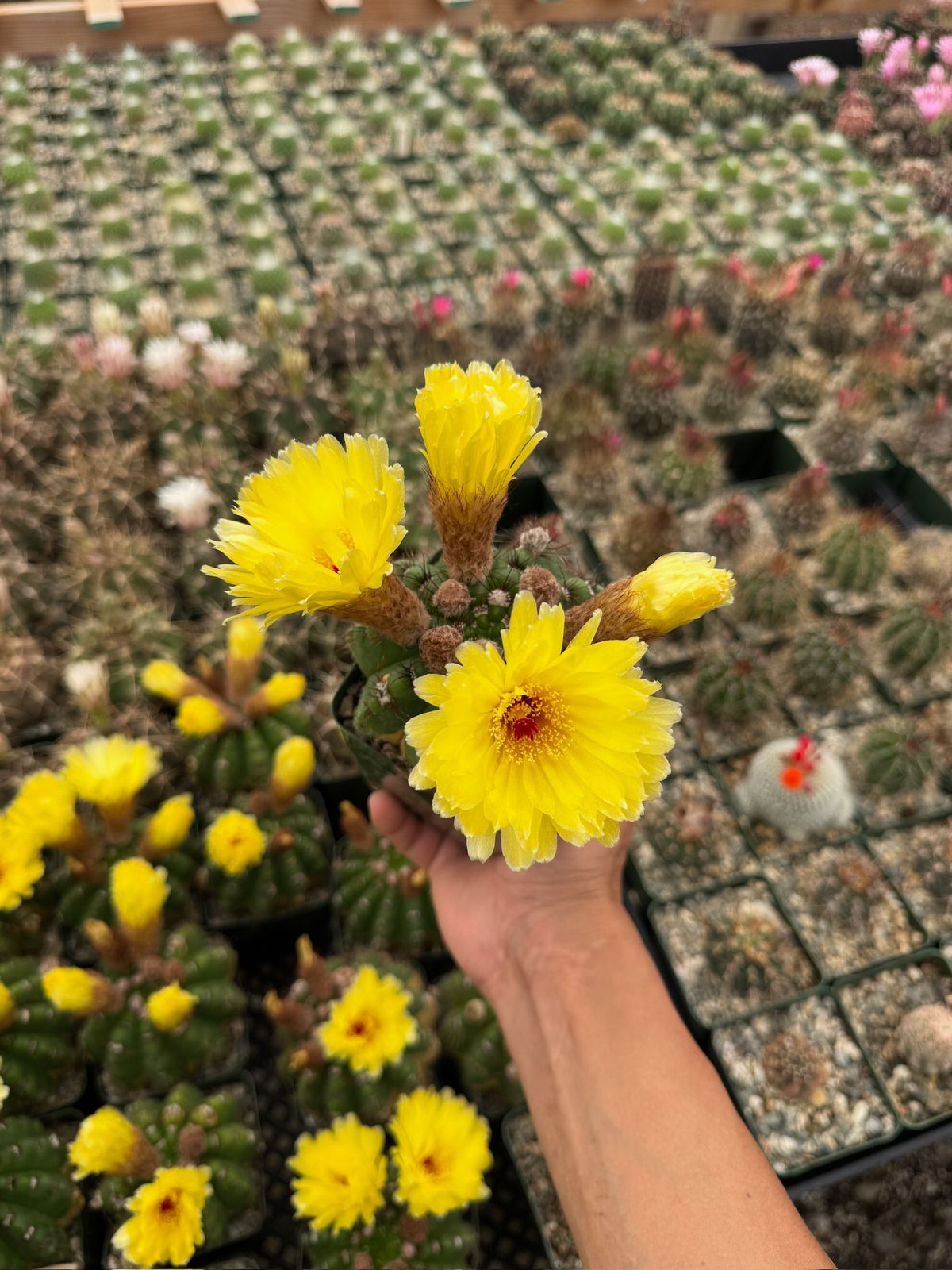 Notocactus militaris