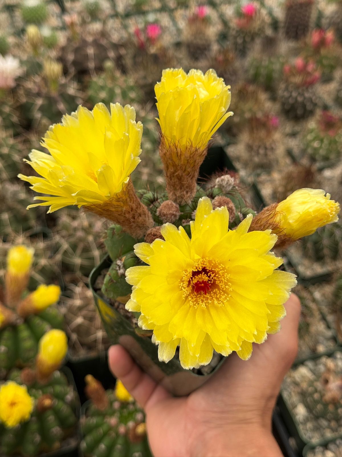 Notocactus militaris
