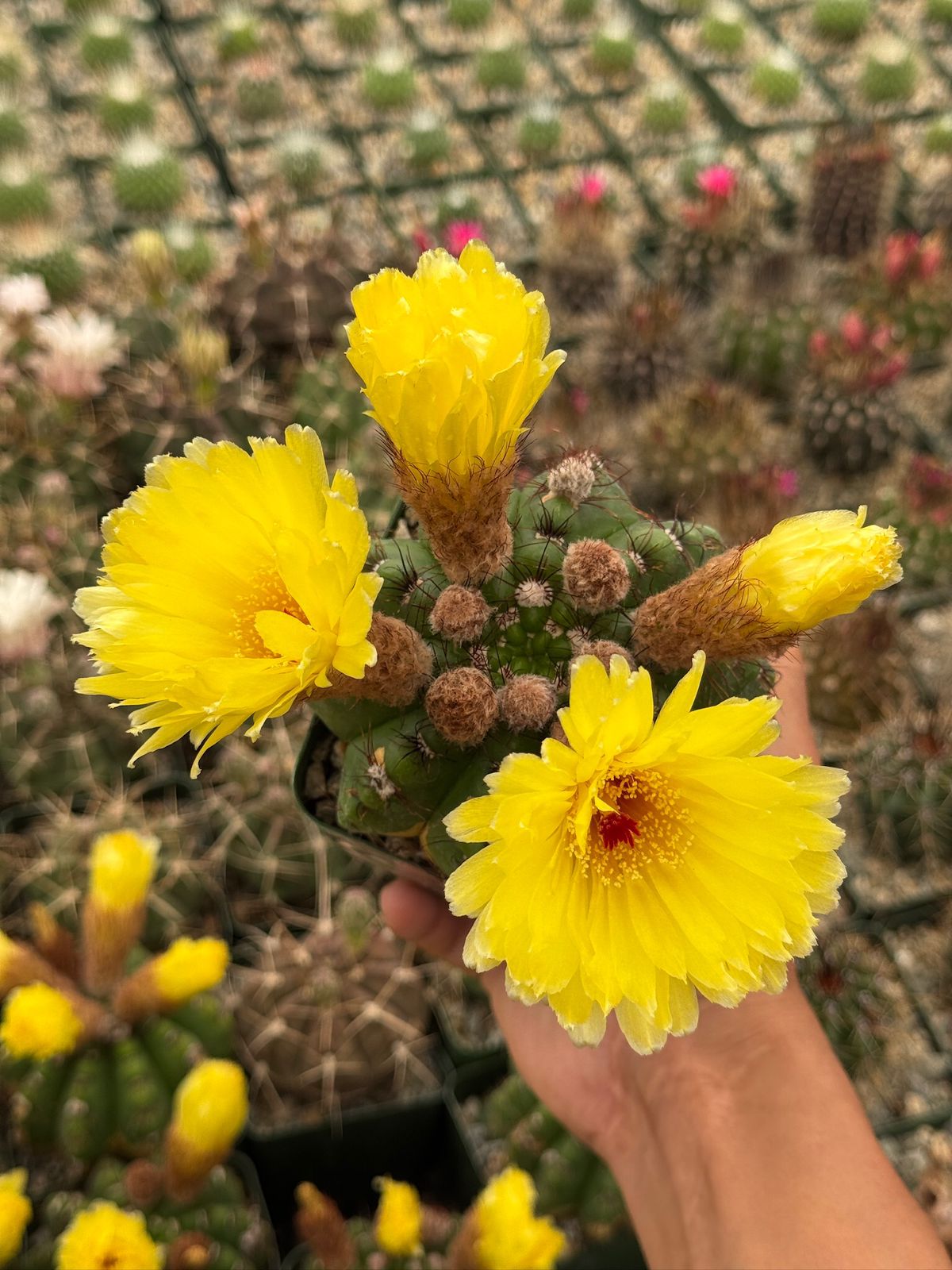 Notocactus militaris