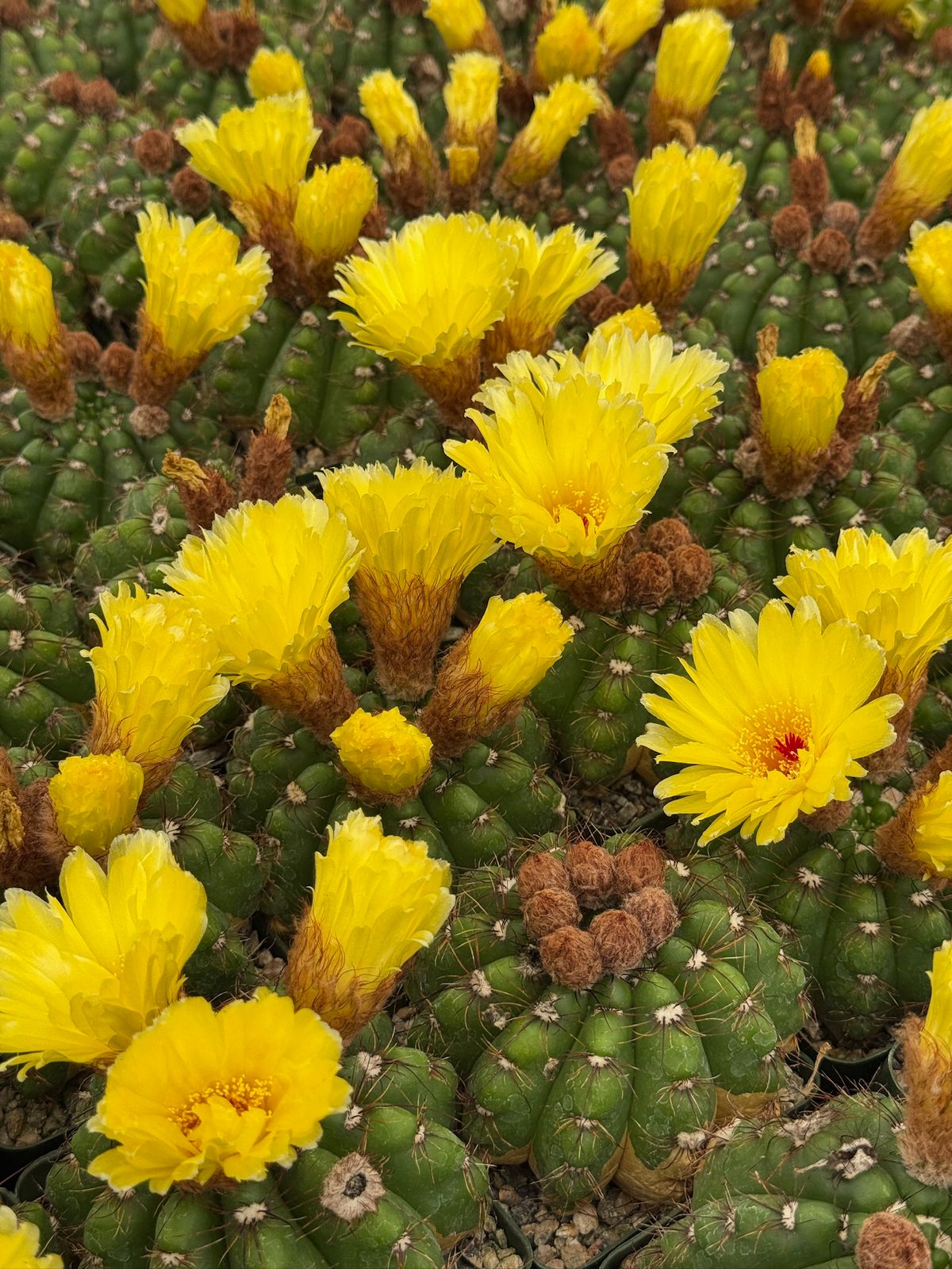 Notocactus militaris