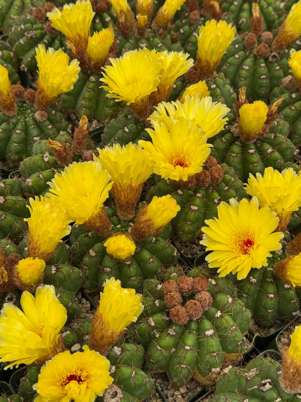Notocactus militaris