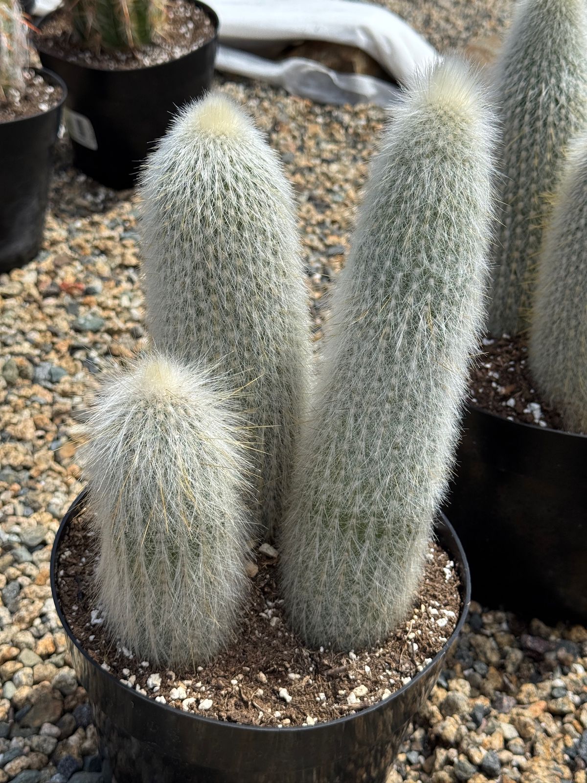 Cleistocactus strausii