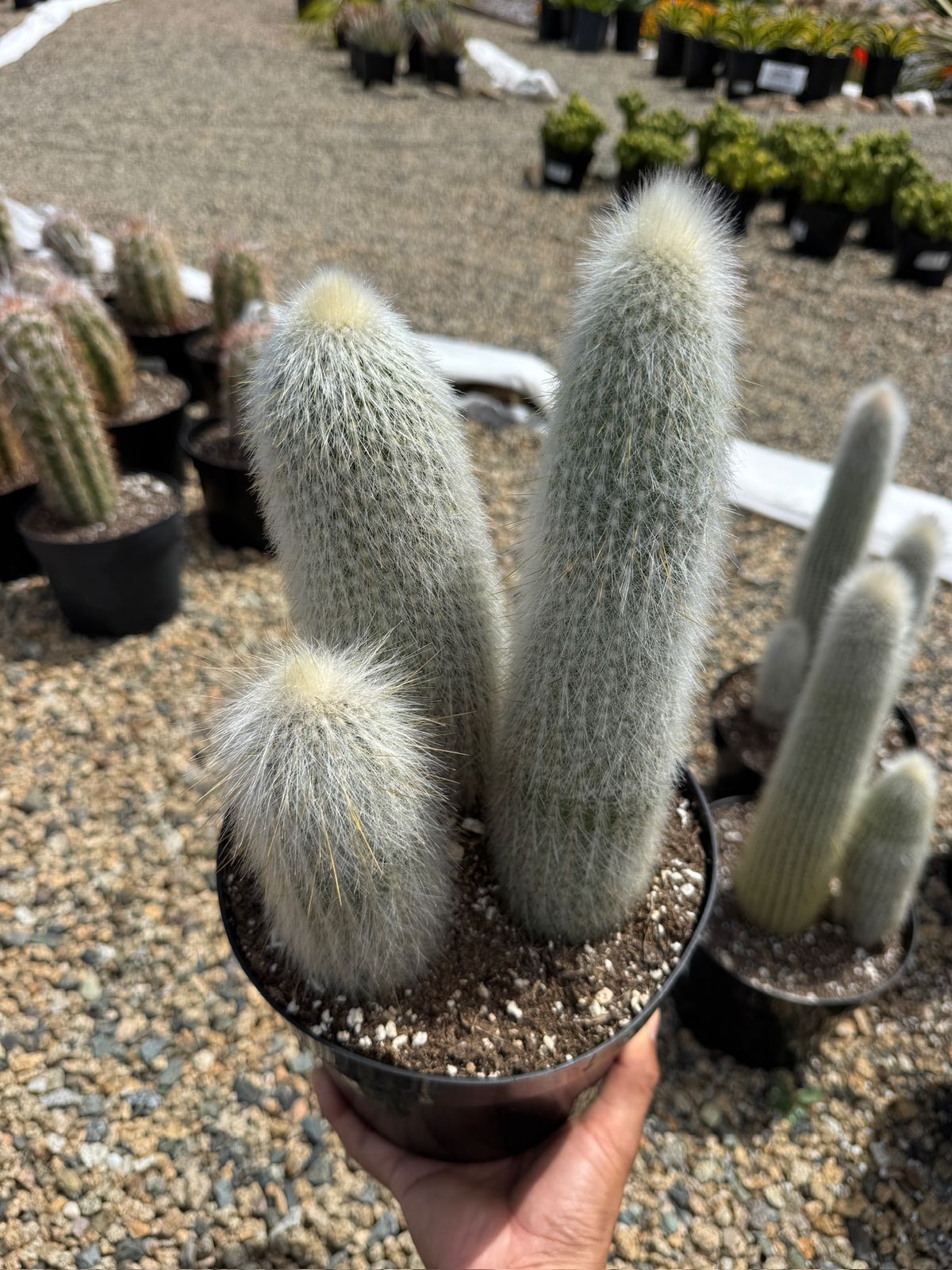 Cleistocactus strausii