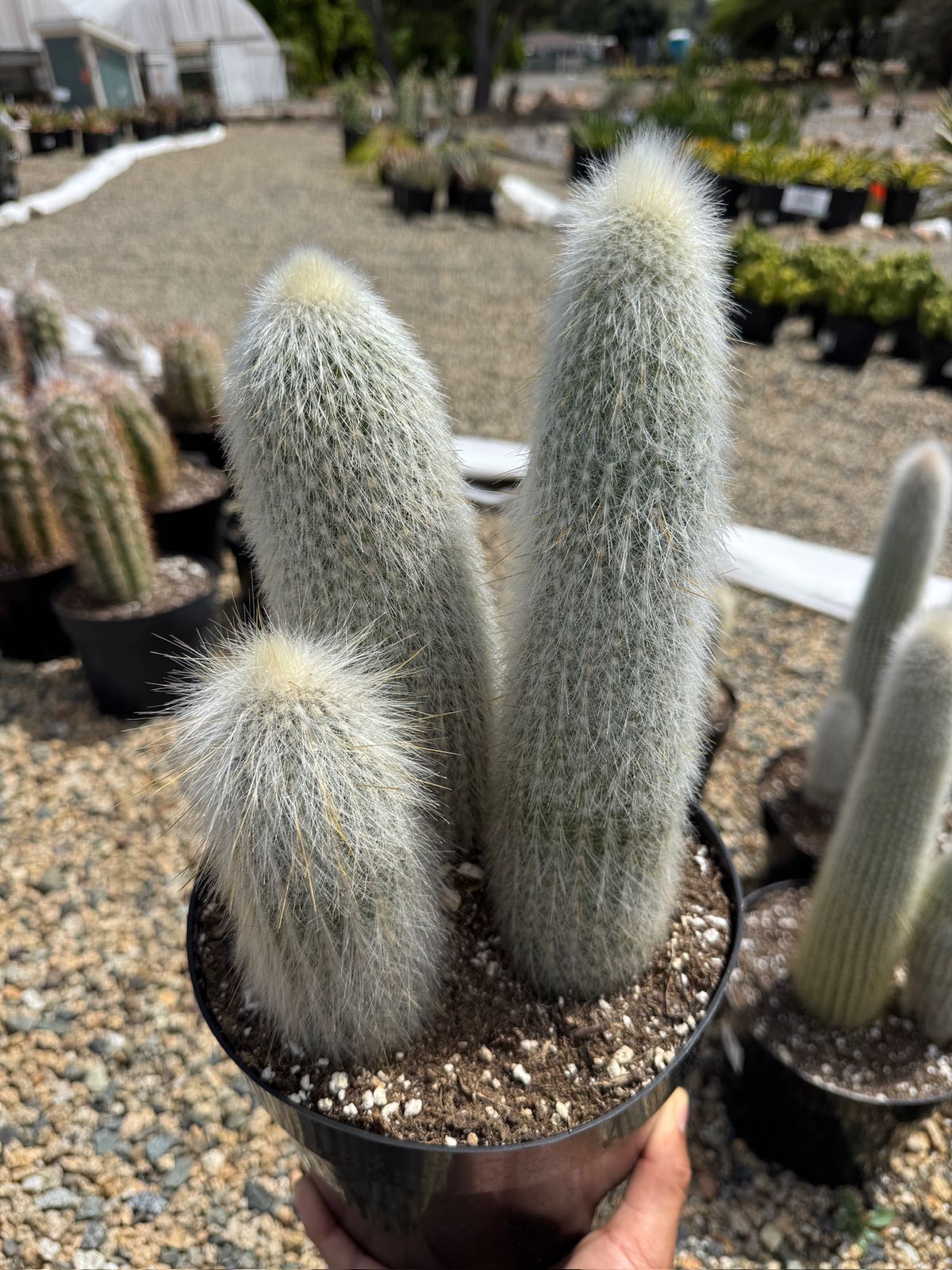 Cleistocactus strausii