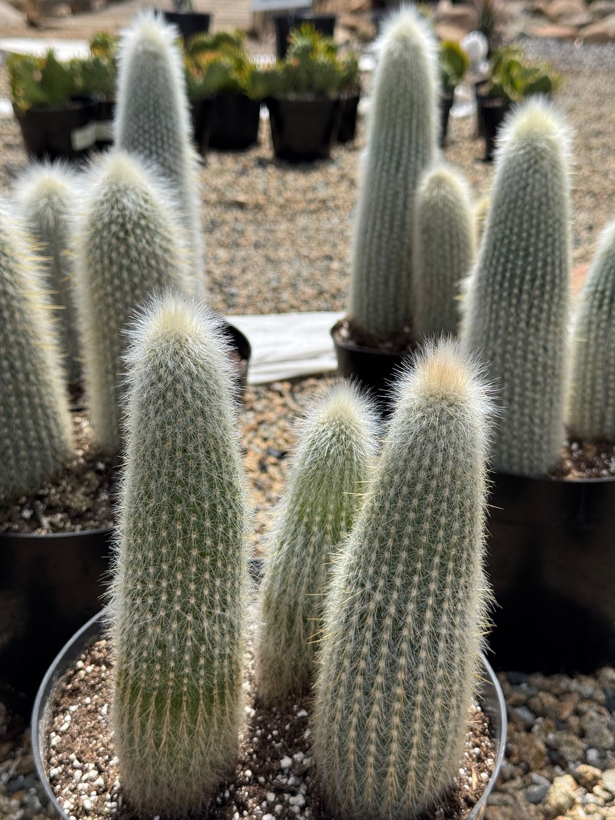 Cleistocactus strausii