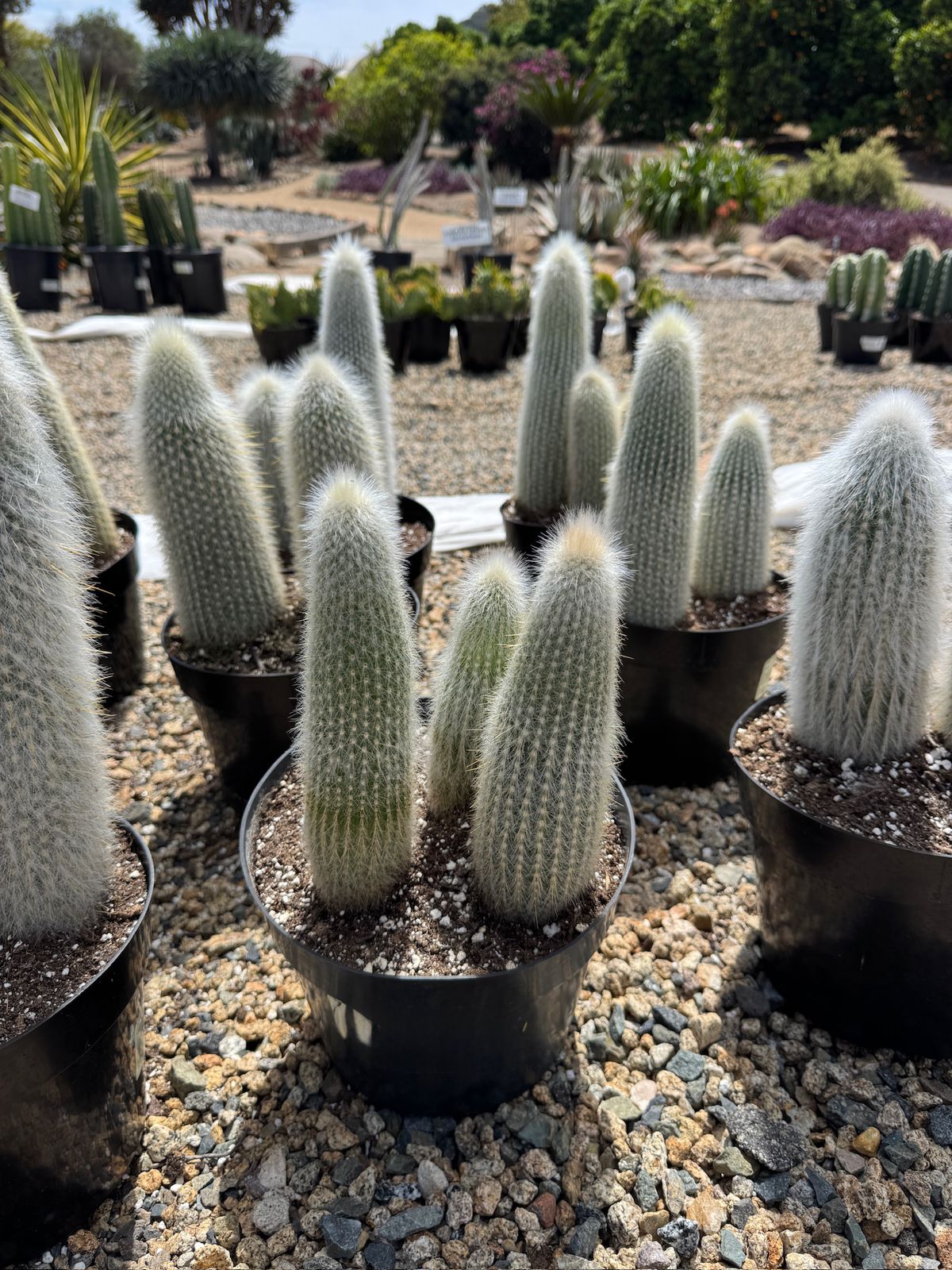 Cleistocactus strausii