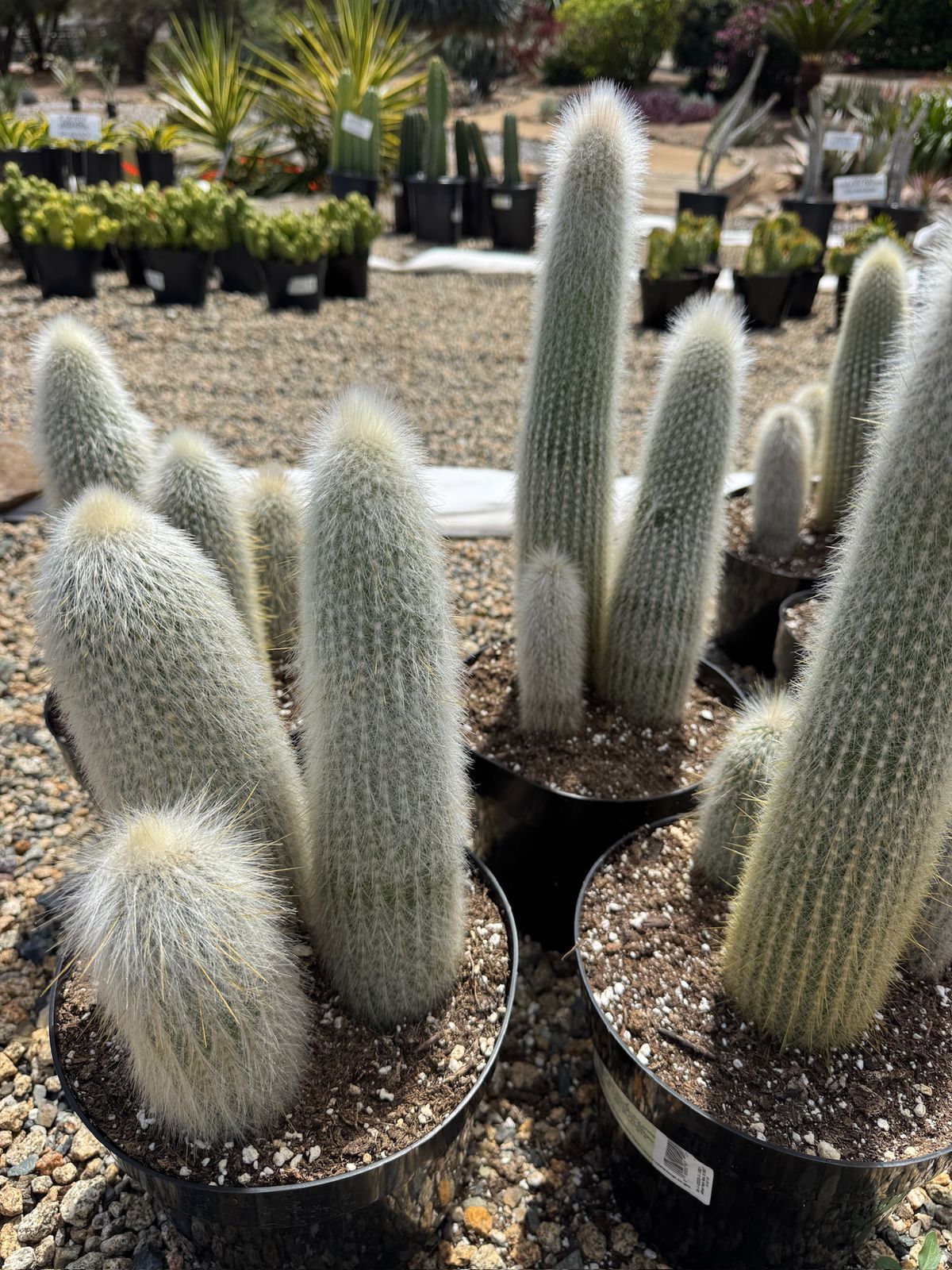 Cleistocactus strausii