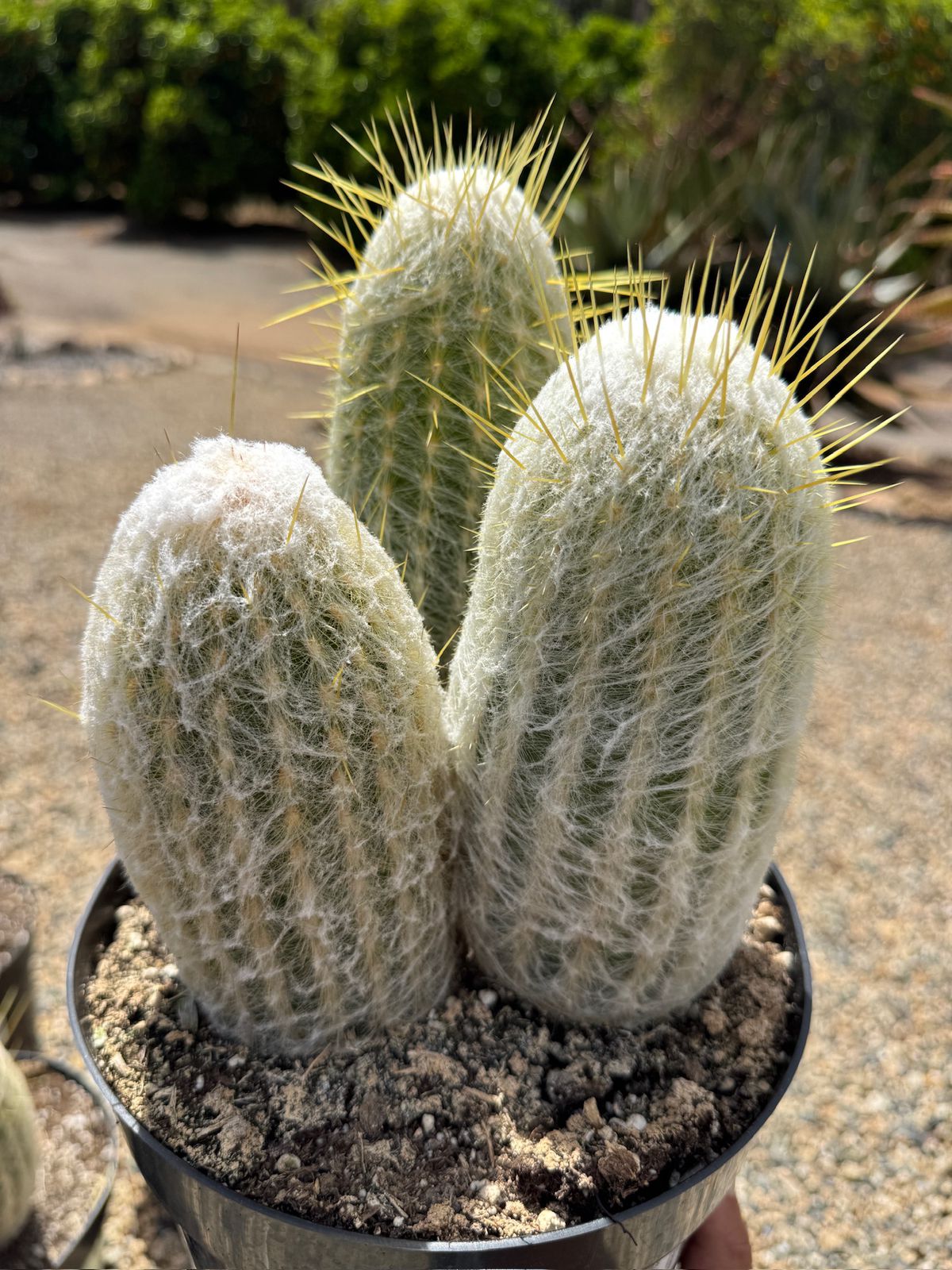 Espostoa lanata 8”