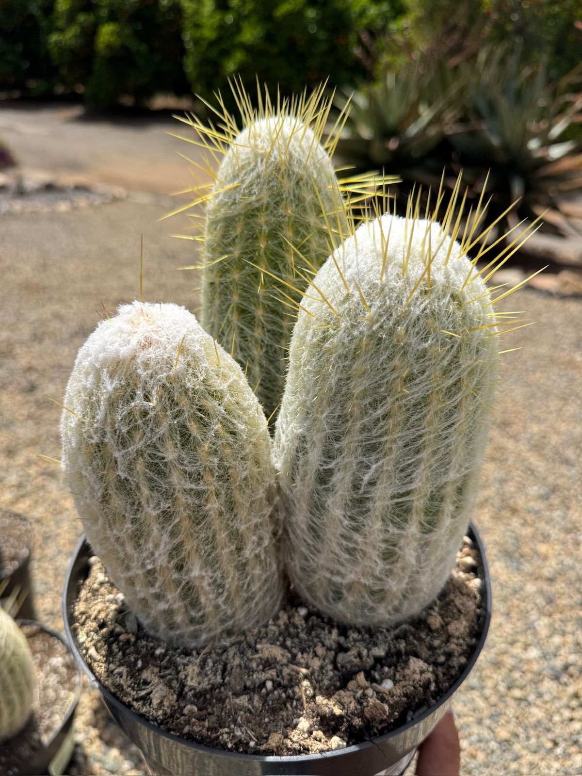 Espostoa lanata 8”