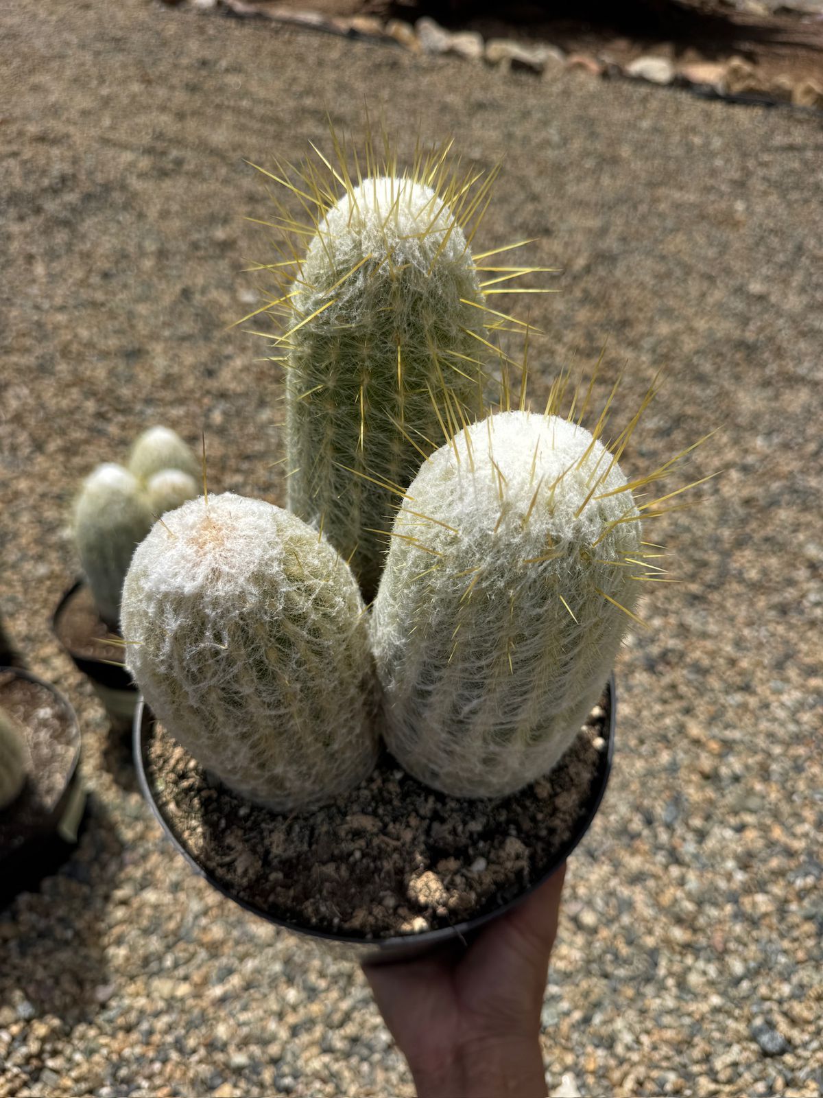 Espostoa lanata 8”