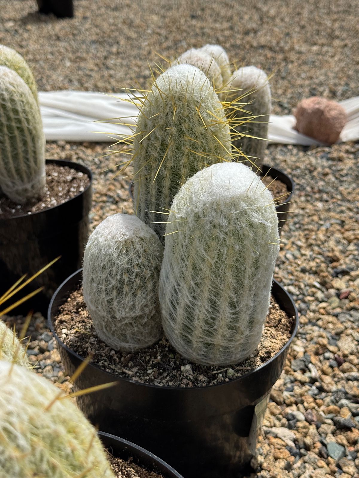 Espostoa lanata 8”