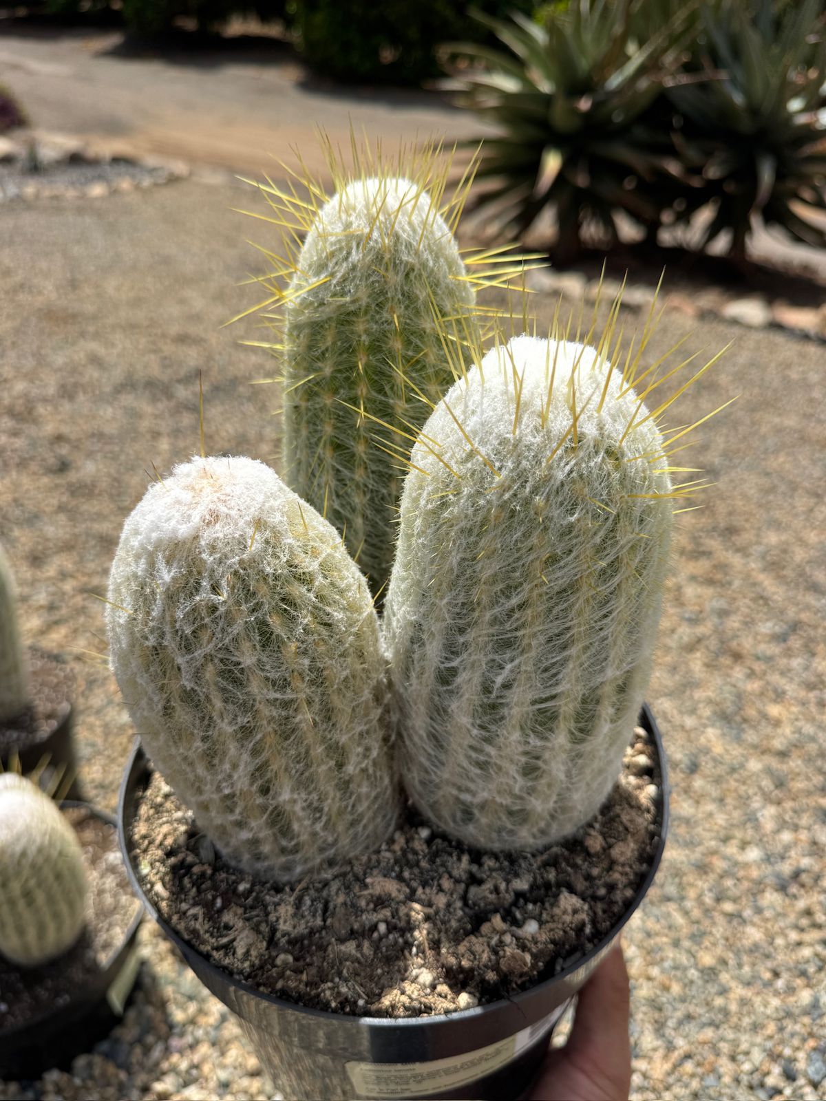 Espostoa lanata 8”