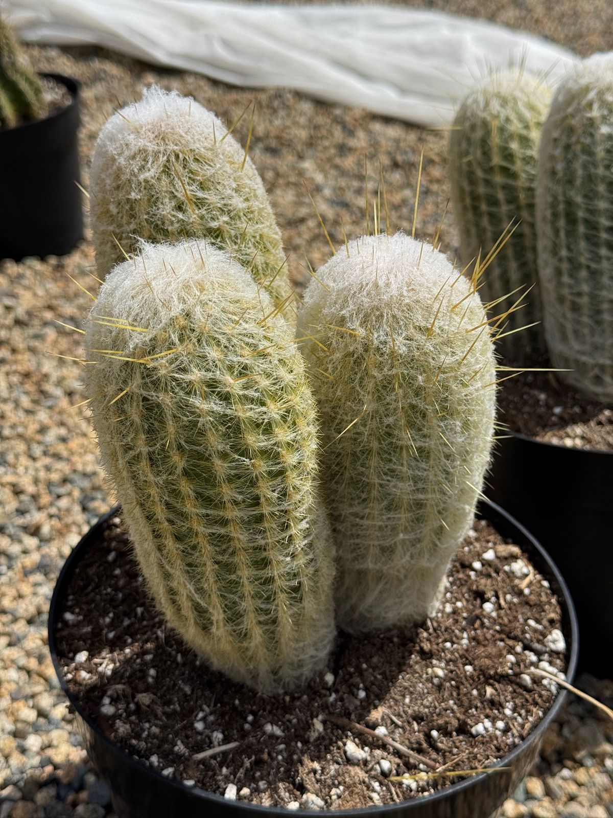Espostoa lanata 8”