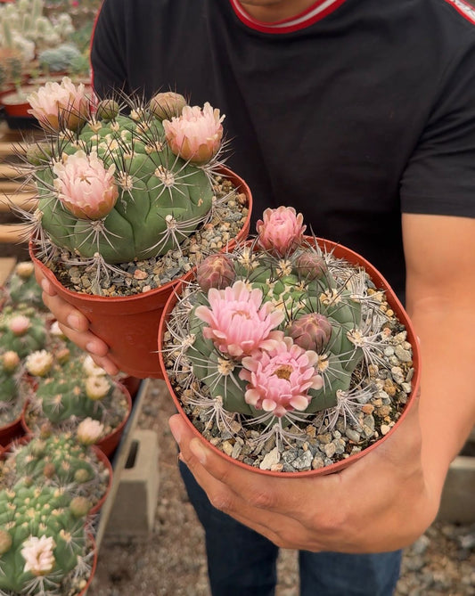 Gymnocalycium saglione 6”