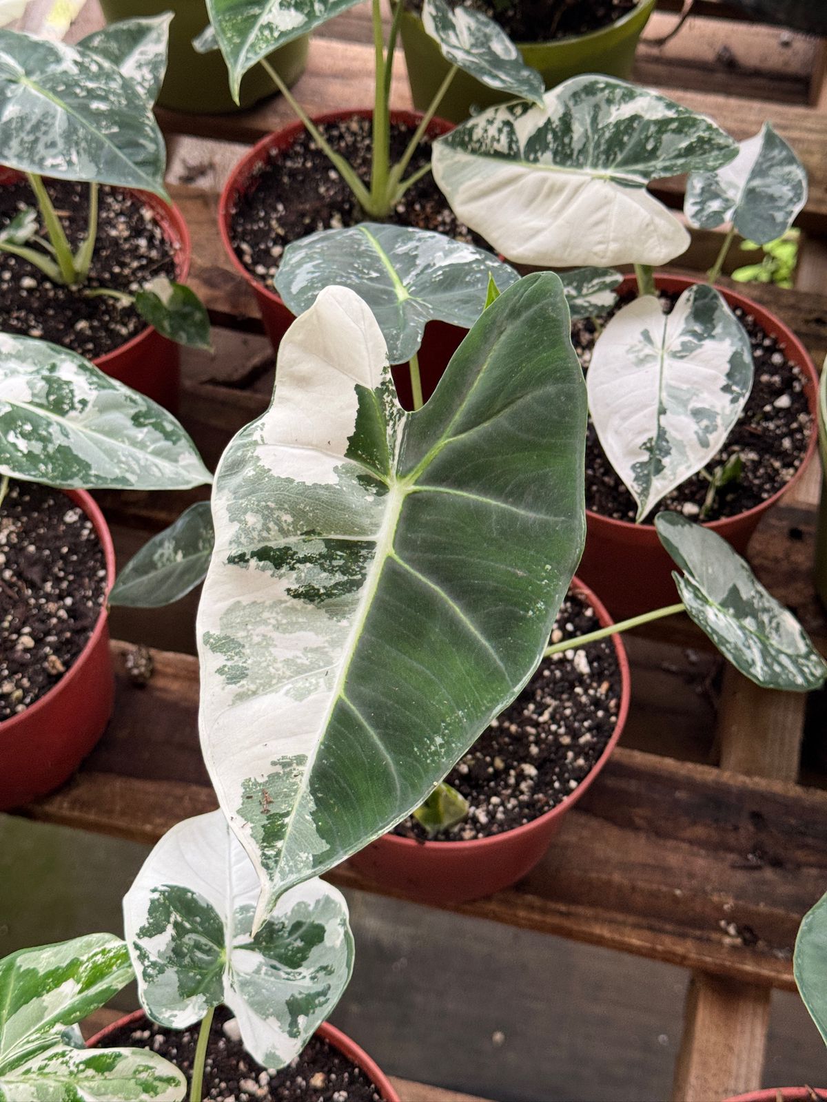 Alocasia frydek variegada 6”