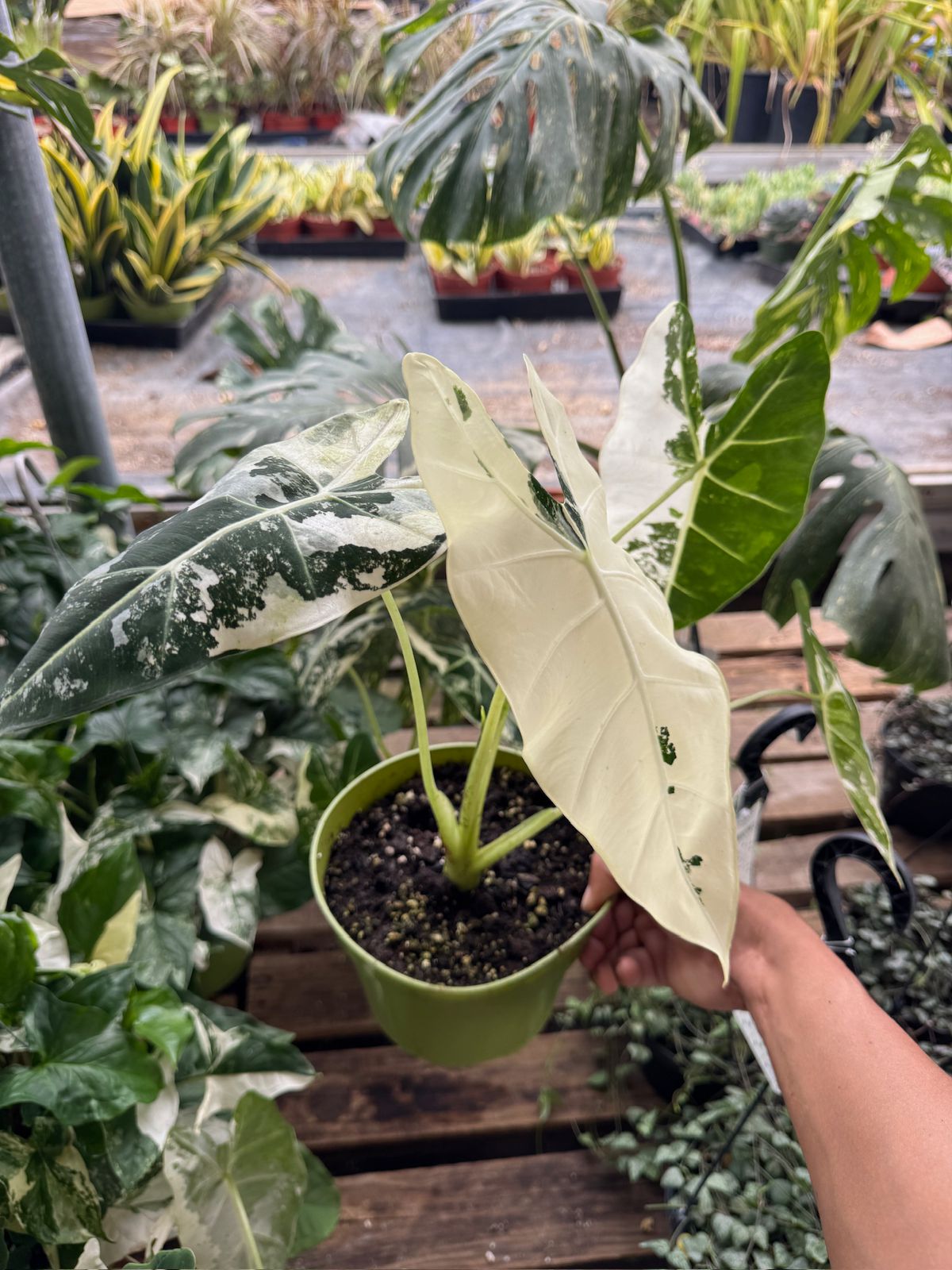 Alocasia frydek variegada 6”