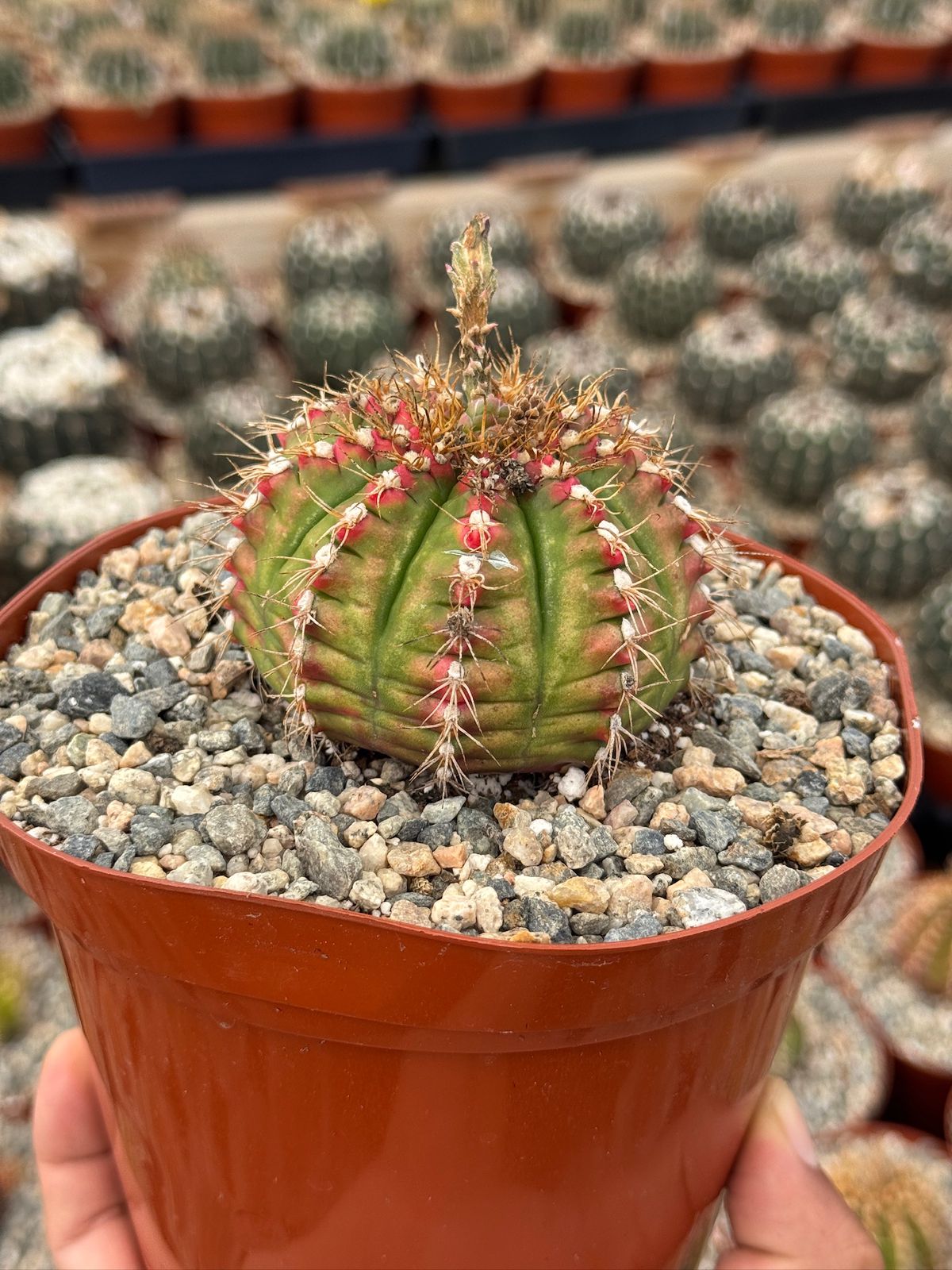 Gymnocalycium damsii var. Rotundulum 6”