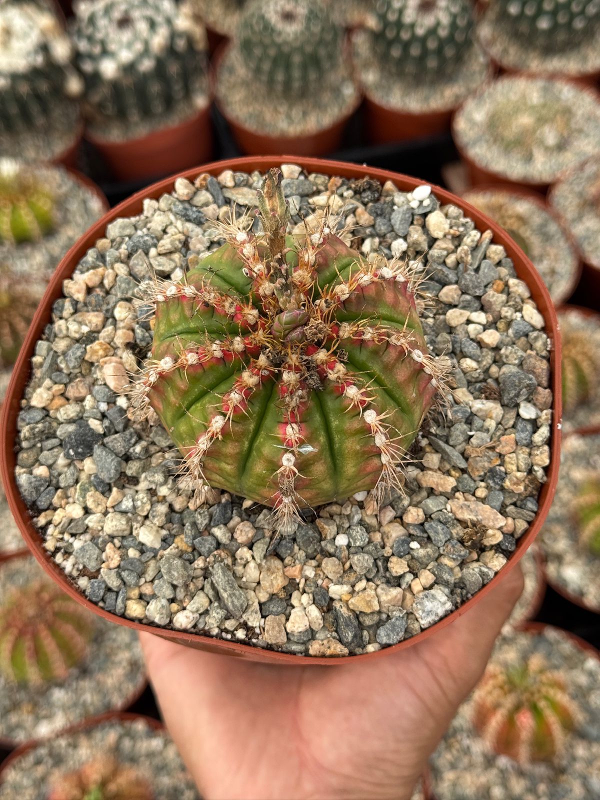 Gymnocalycium damsii var. Rotundulum 6”