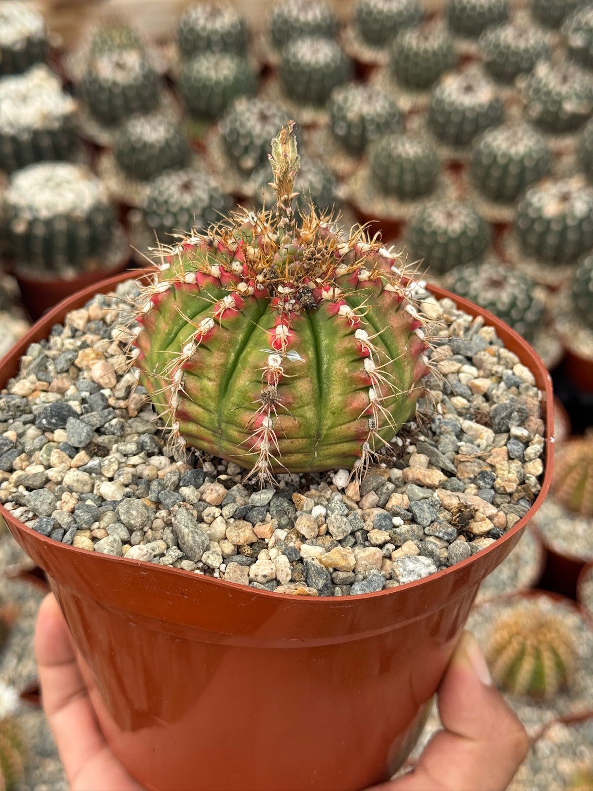 Gymnocalycium damsii var. Rotundulum 6”