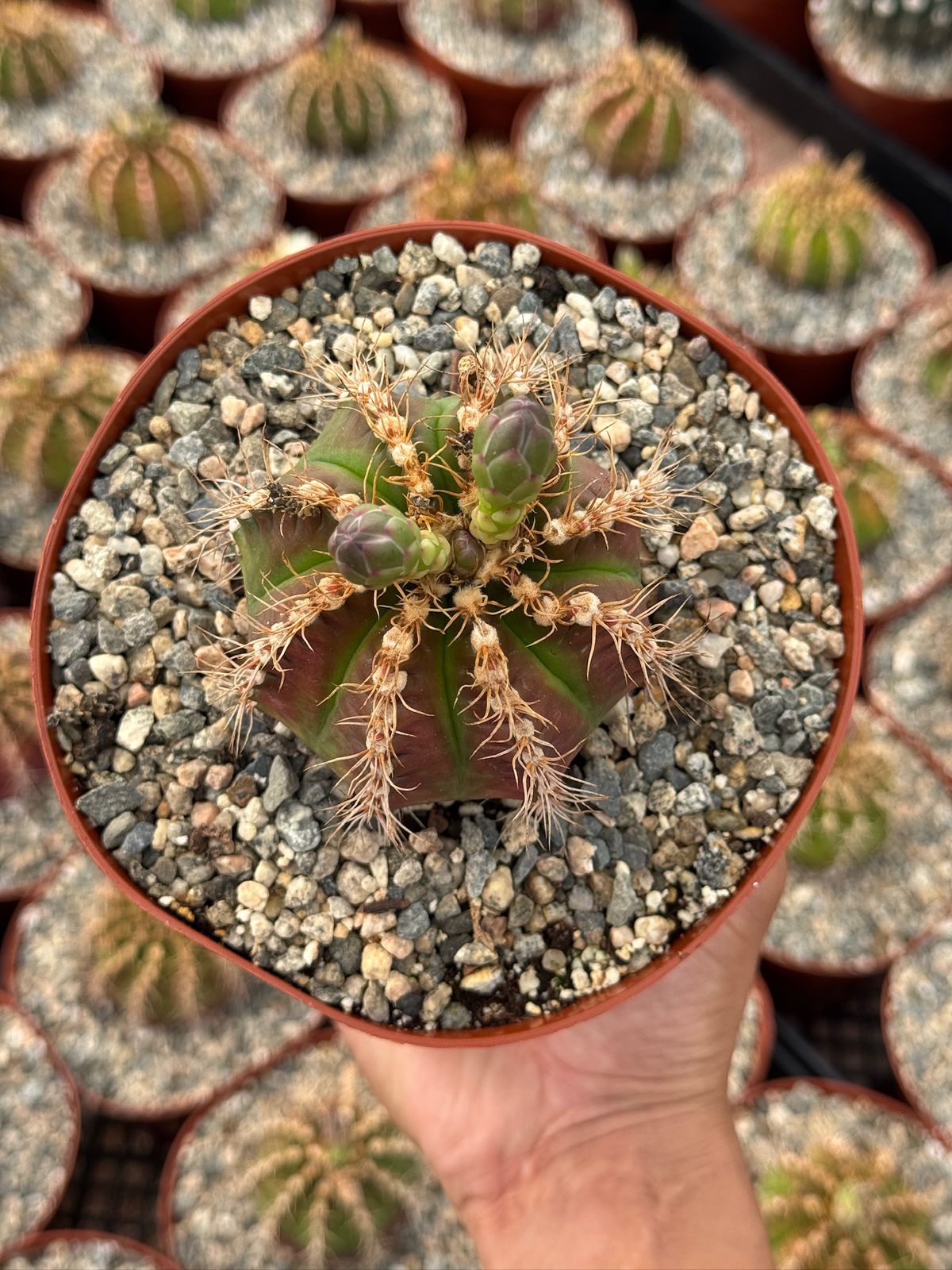 Gymnocalycium damsii var. Rotundulum 6”