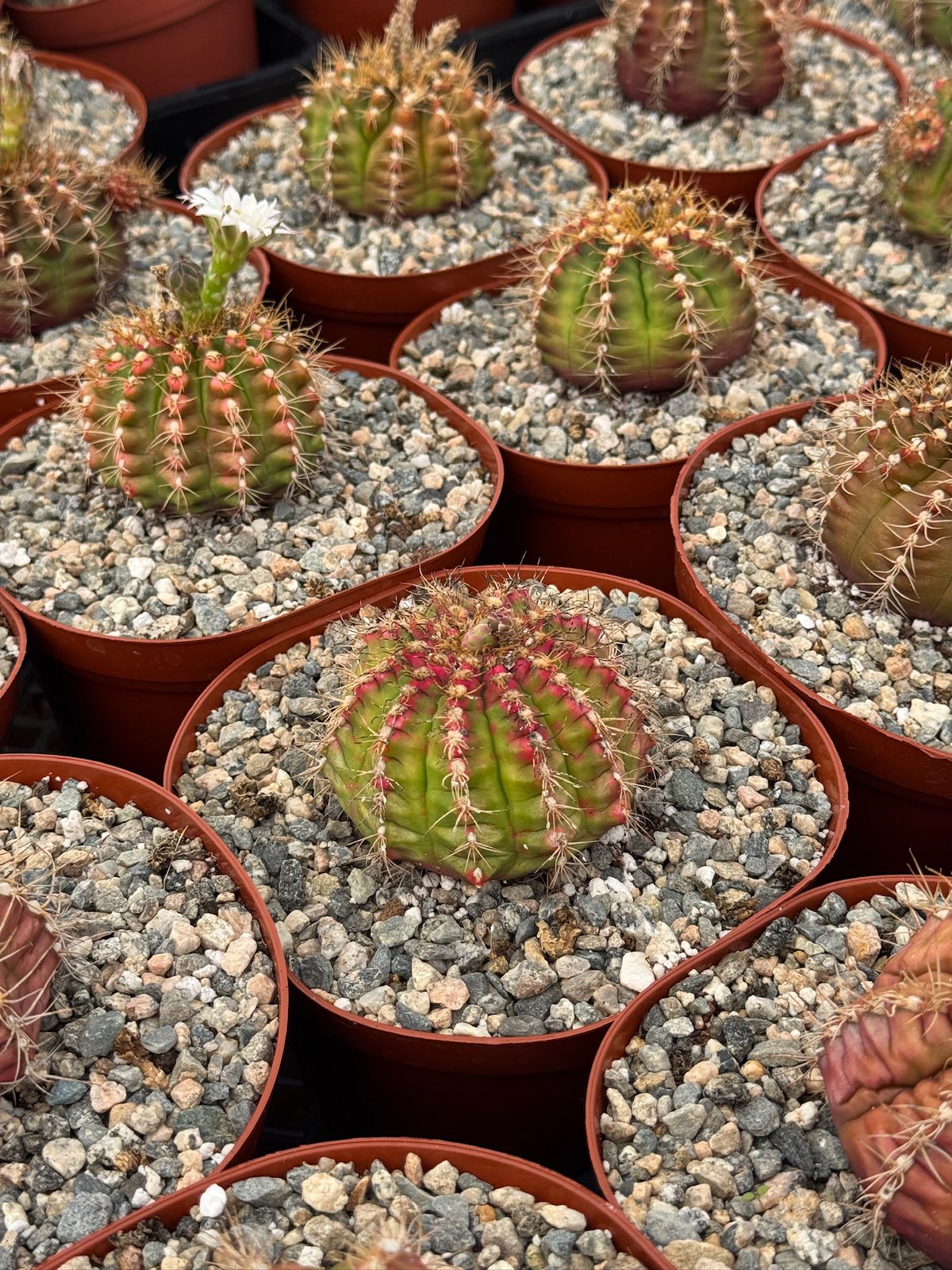 Gymnocalycium damsii var. Rotundulum 6”