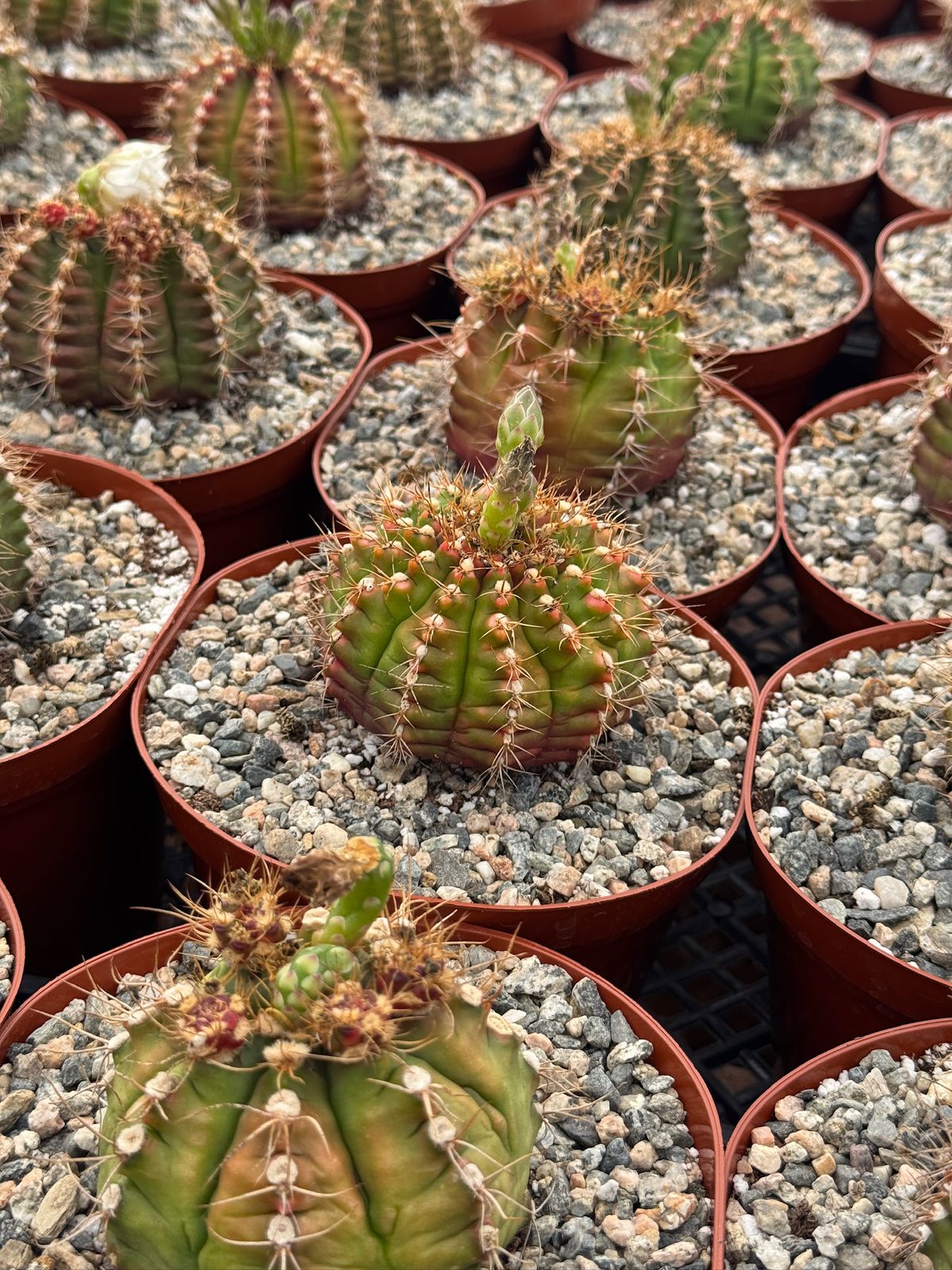 Gymnocalycium damsii var. Rotundulum 6”