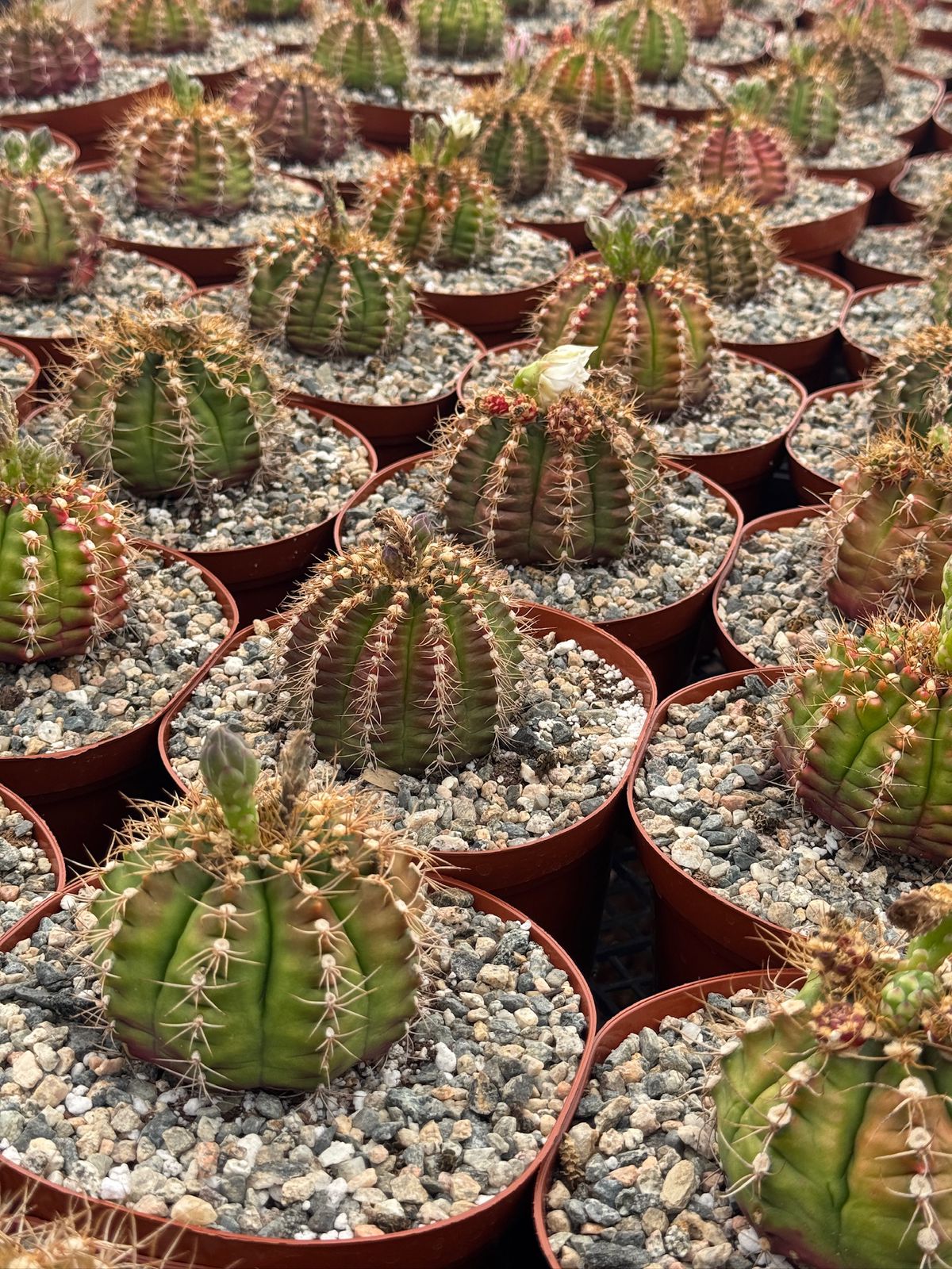 Gymnocalycium damsii var. Rotundulum 6”