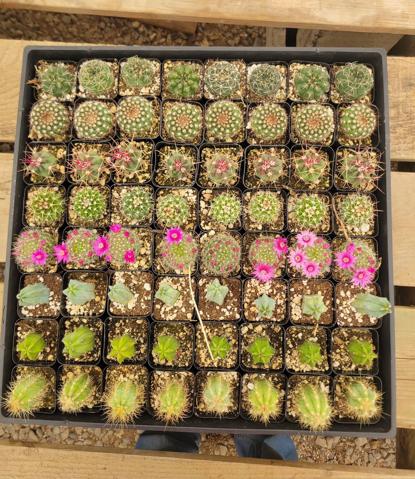 Charola de 64 cactus mix 2”