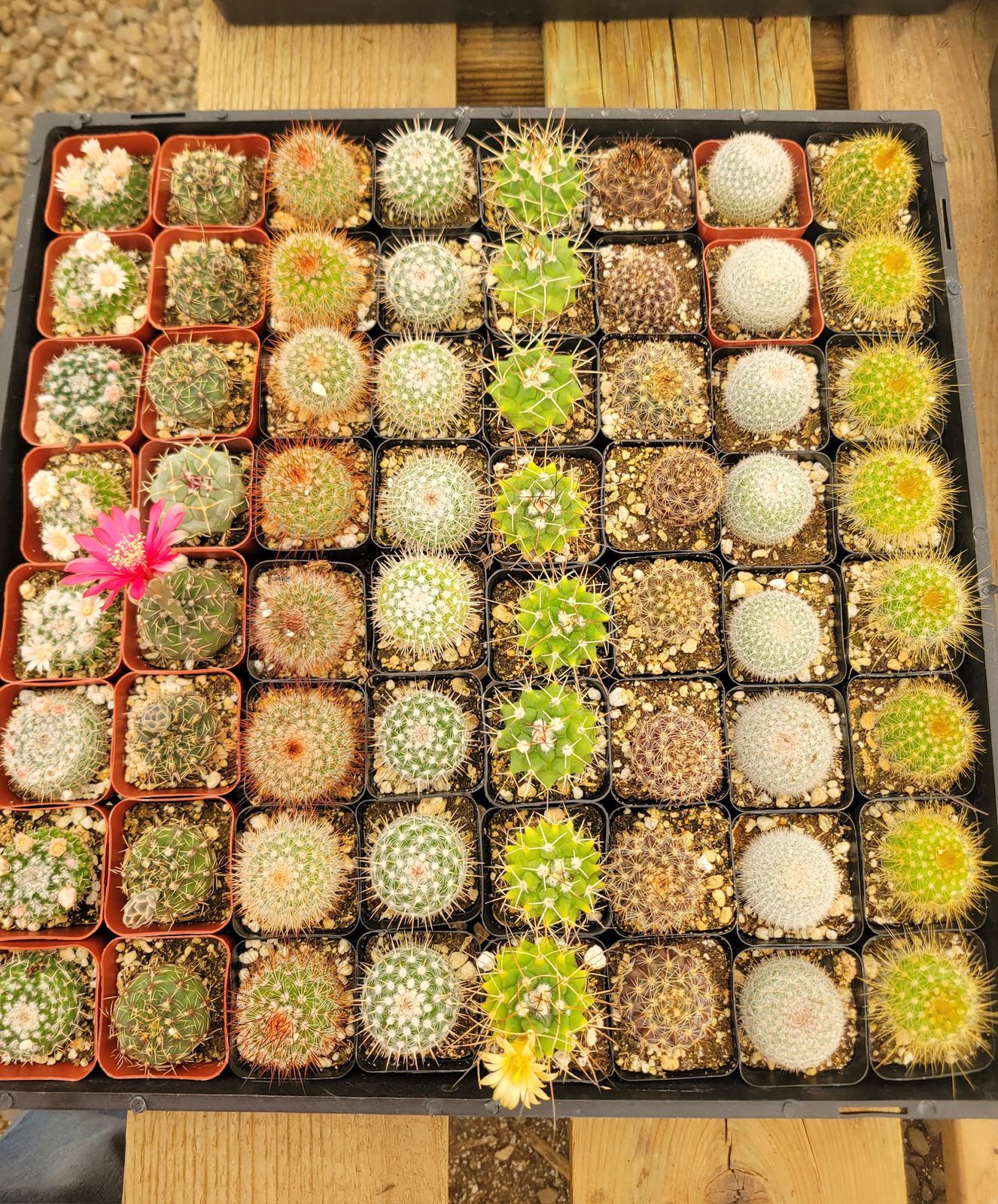 Charola de 64 cactus mix 2”