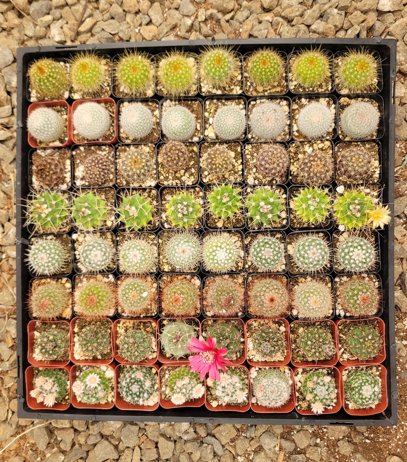 Charola de 64 cactus mix 2”
