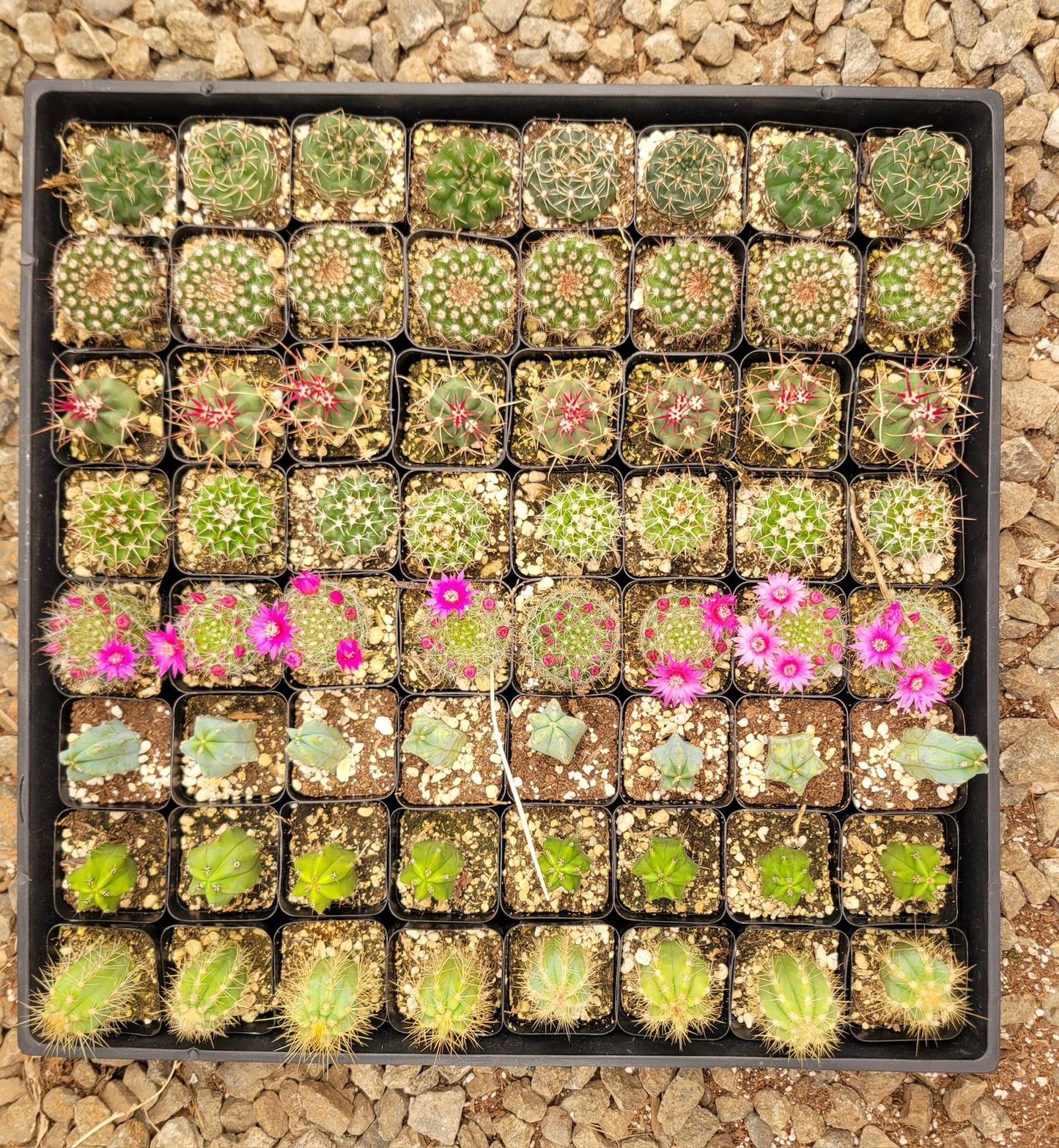 Charola de 64 cactus mix 2”