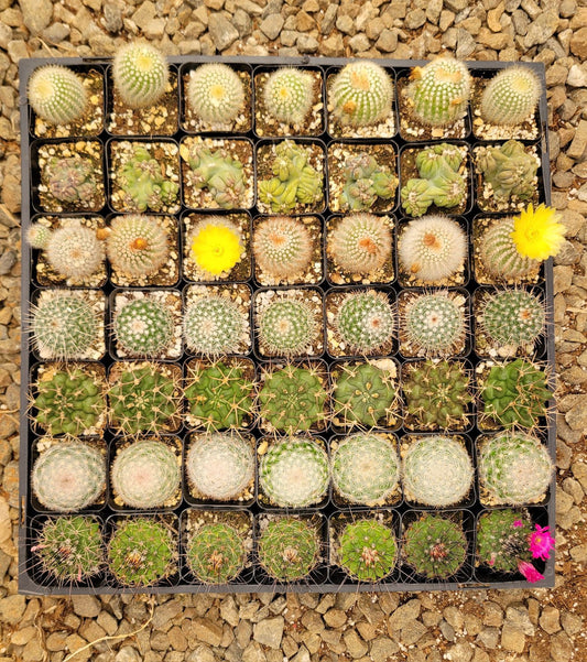 Charola de 49 cactus mix 2.5”