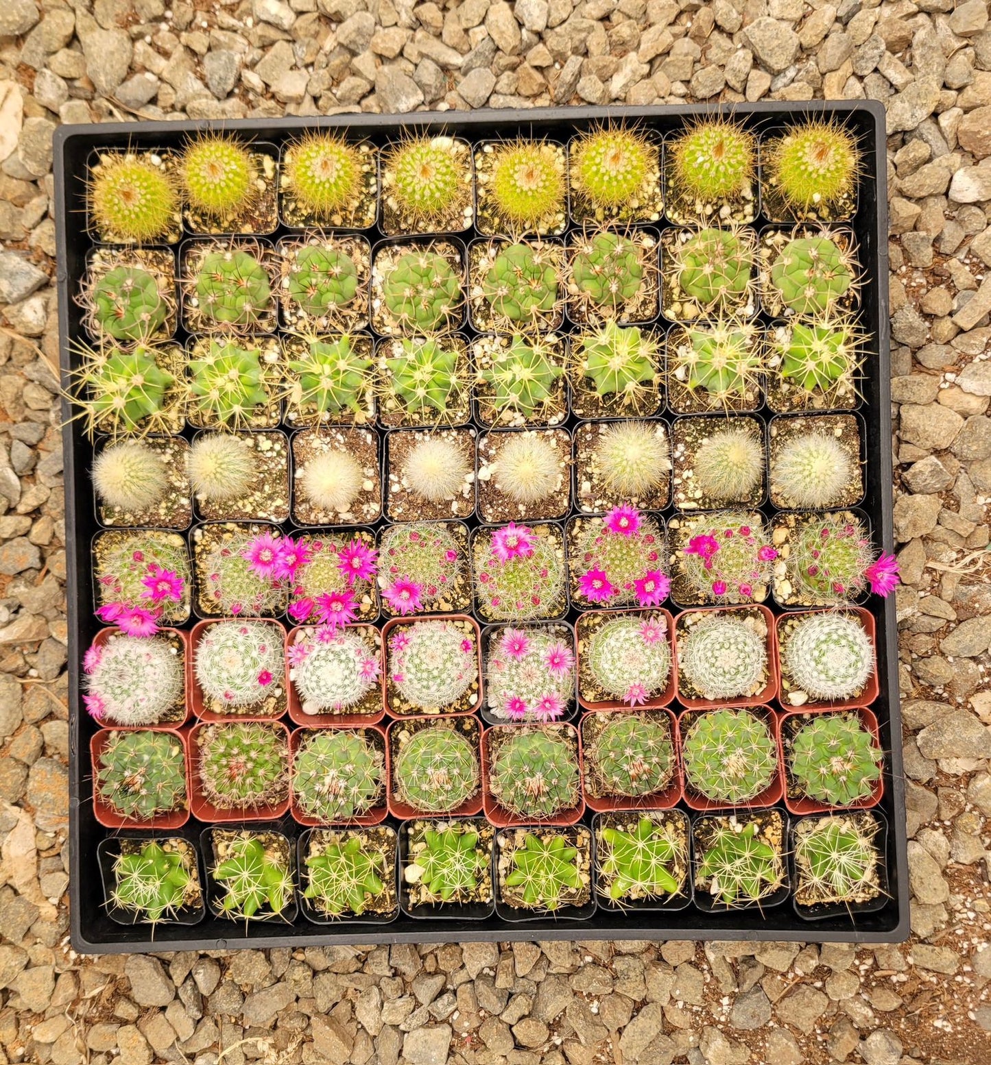 Charola de 64 cactus mix 2”