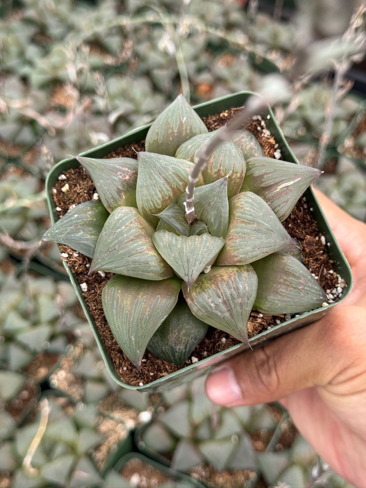 Haworthia mutica var. Nigra