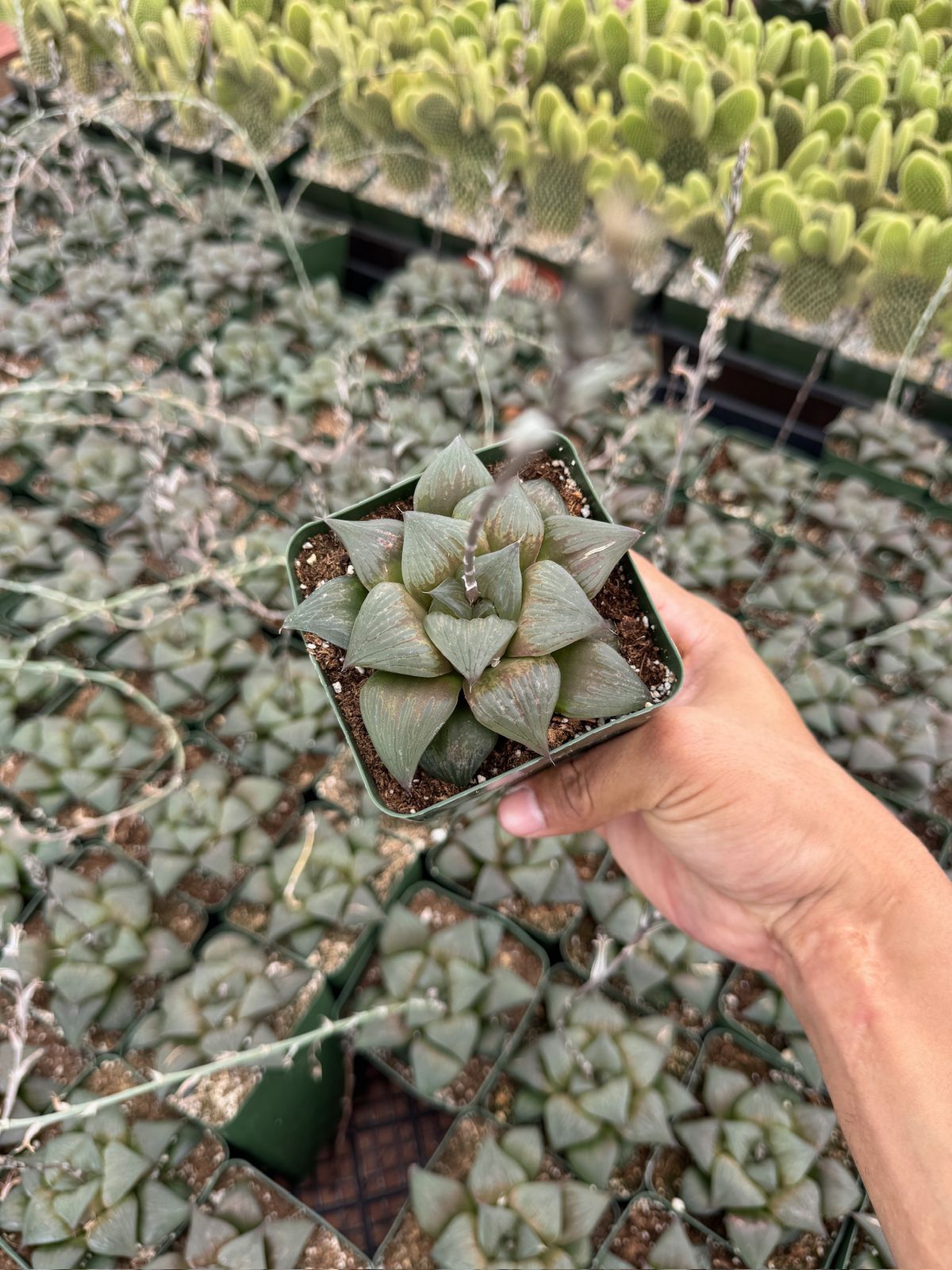 Haworthia mutica var. Nigra
