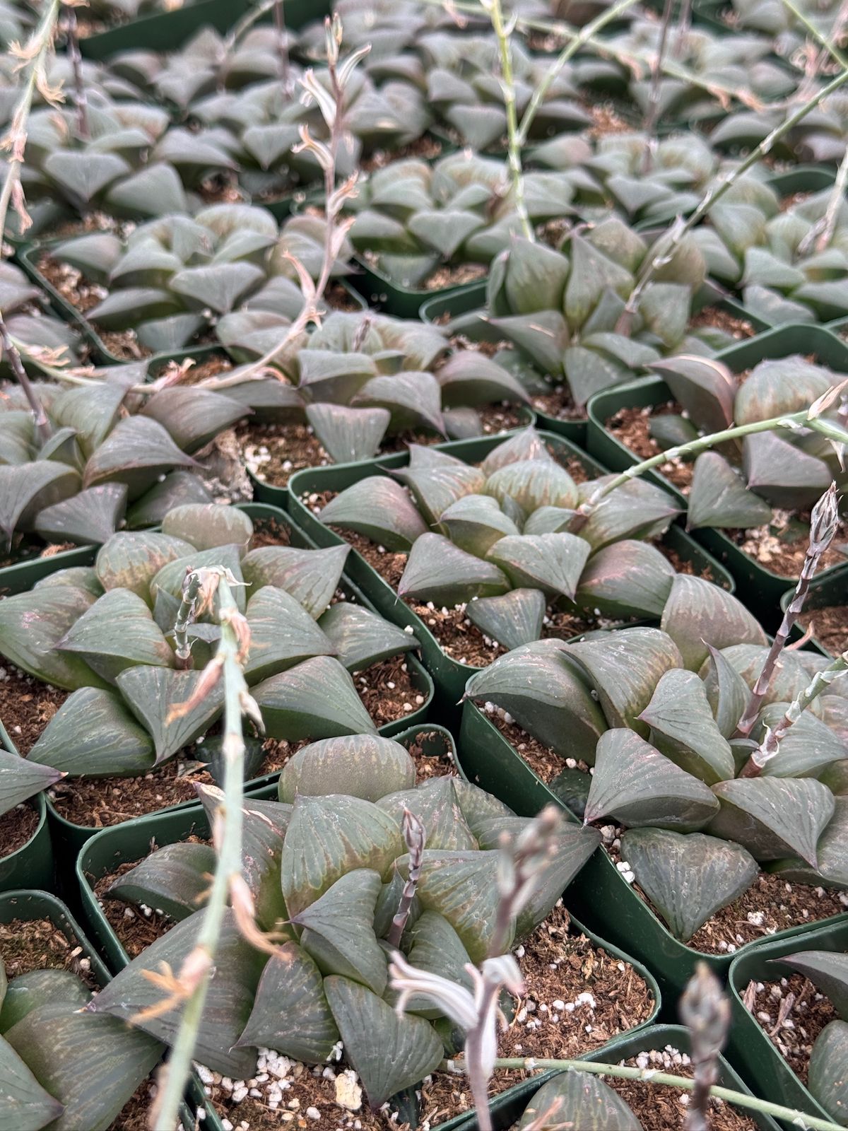 Haworthia mutica var. Nigra