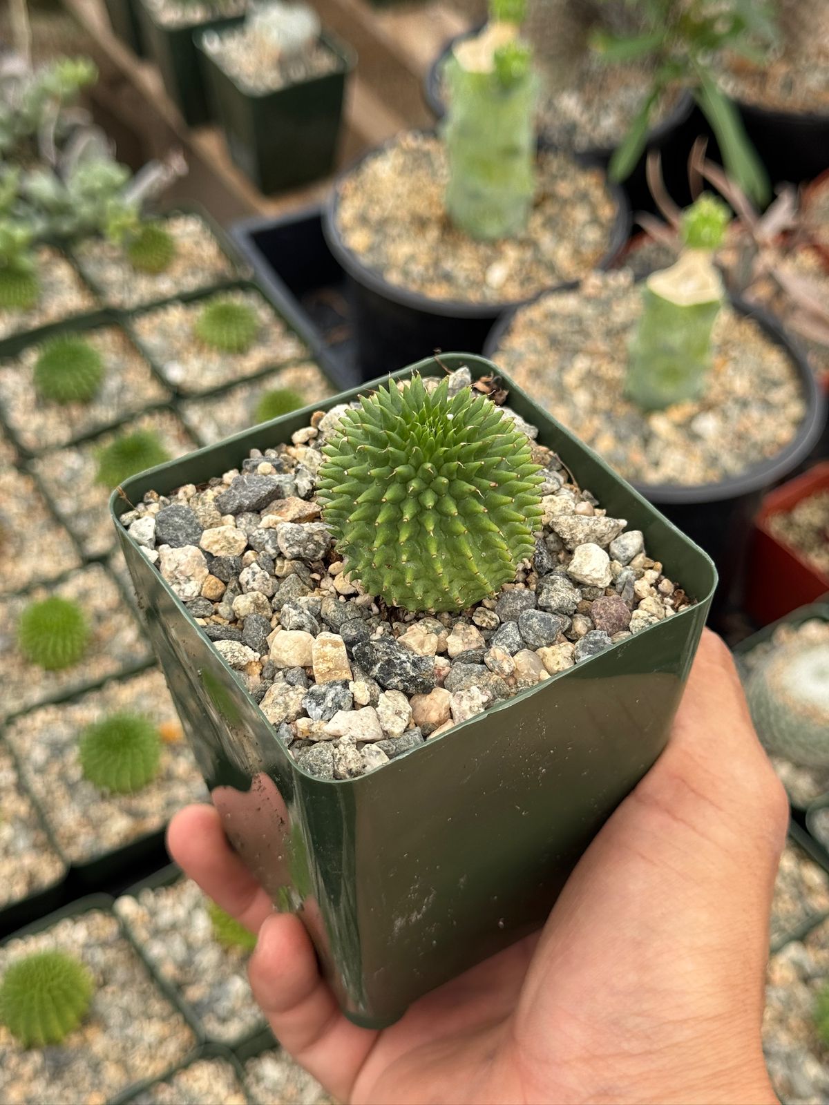 Euphorbia suzannae
