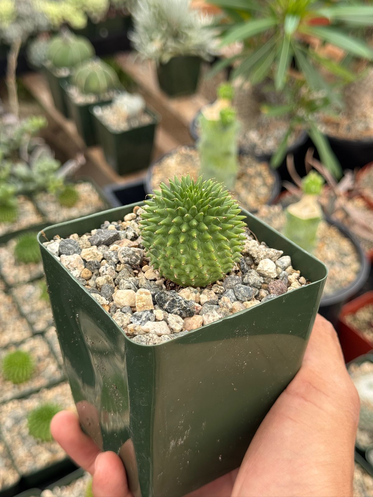 Euphorbia suzannae