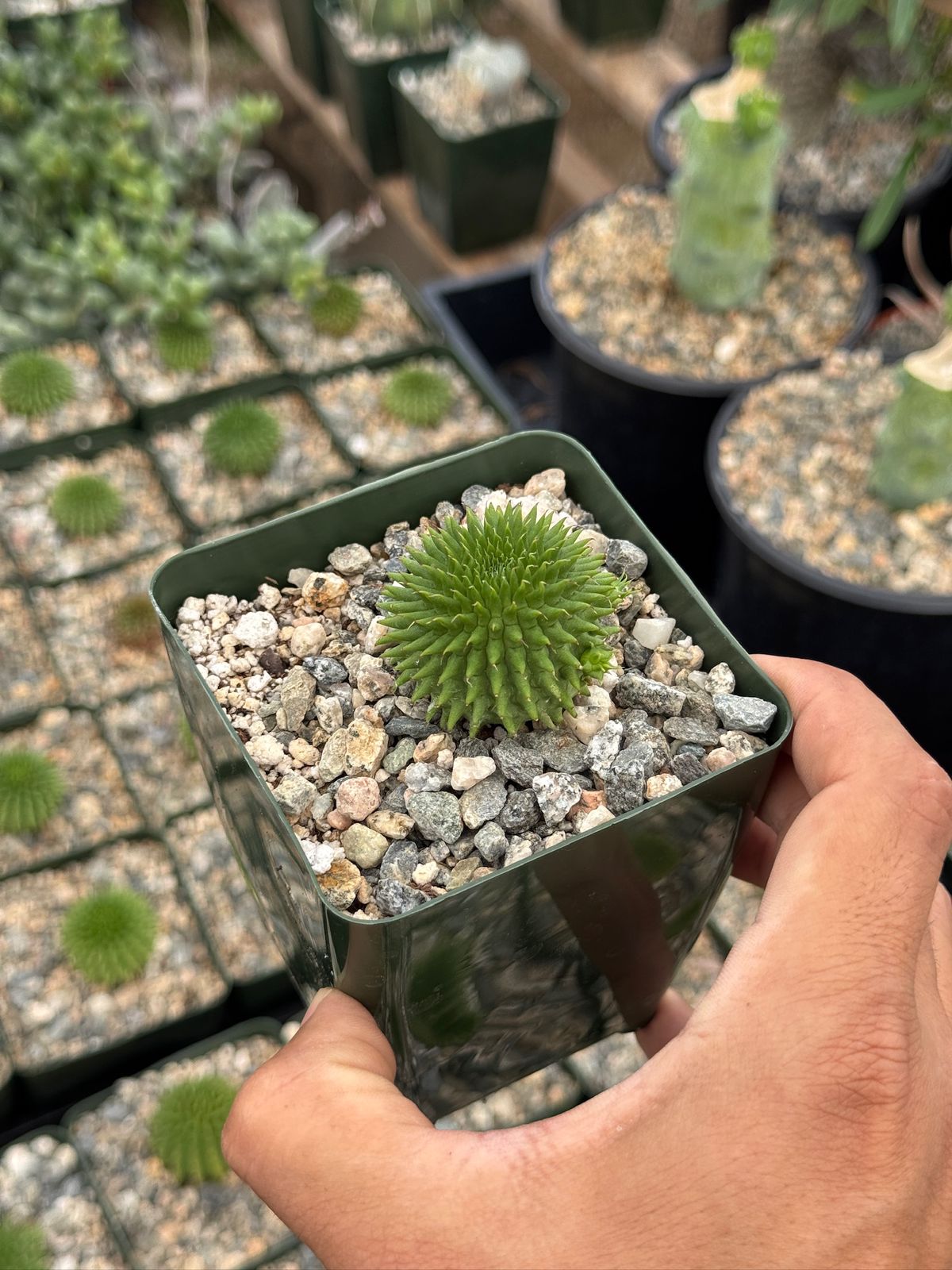 Euphorbia suzannae