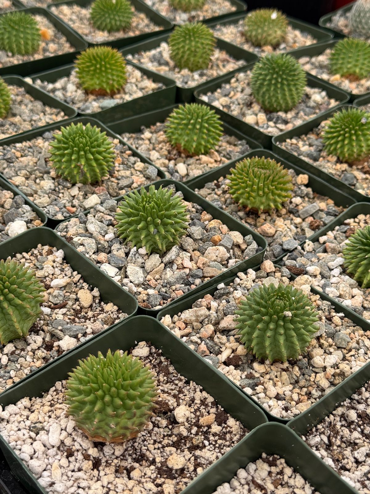 Euphorbia suzannae