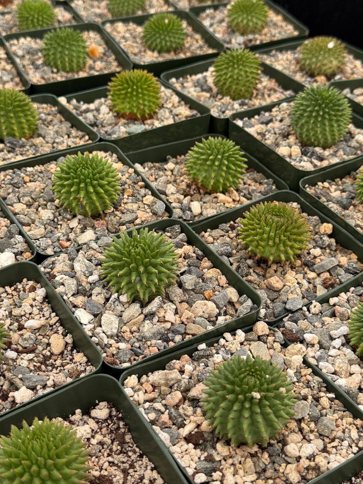 Euphorbia suzannae